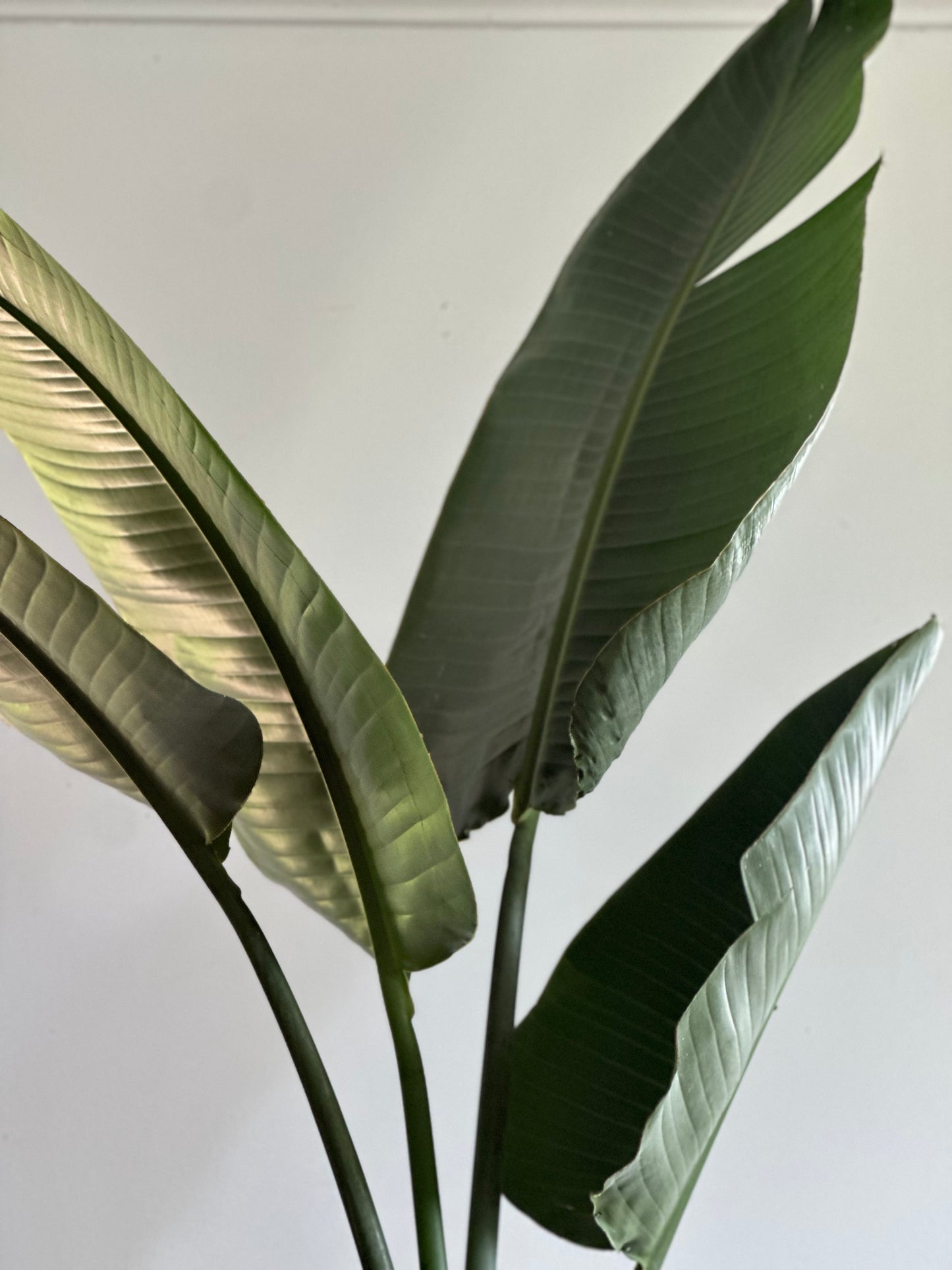 Giant Bird of Paradise / Strelitzia nicolai / Ø30cm / 1.9m h / "Susie"