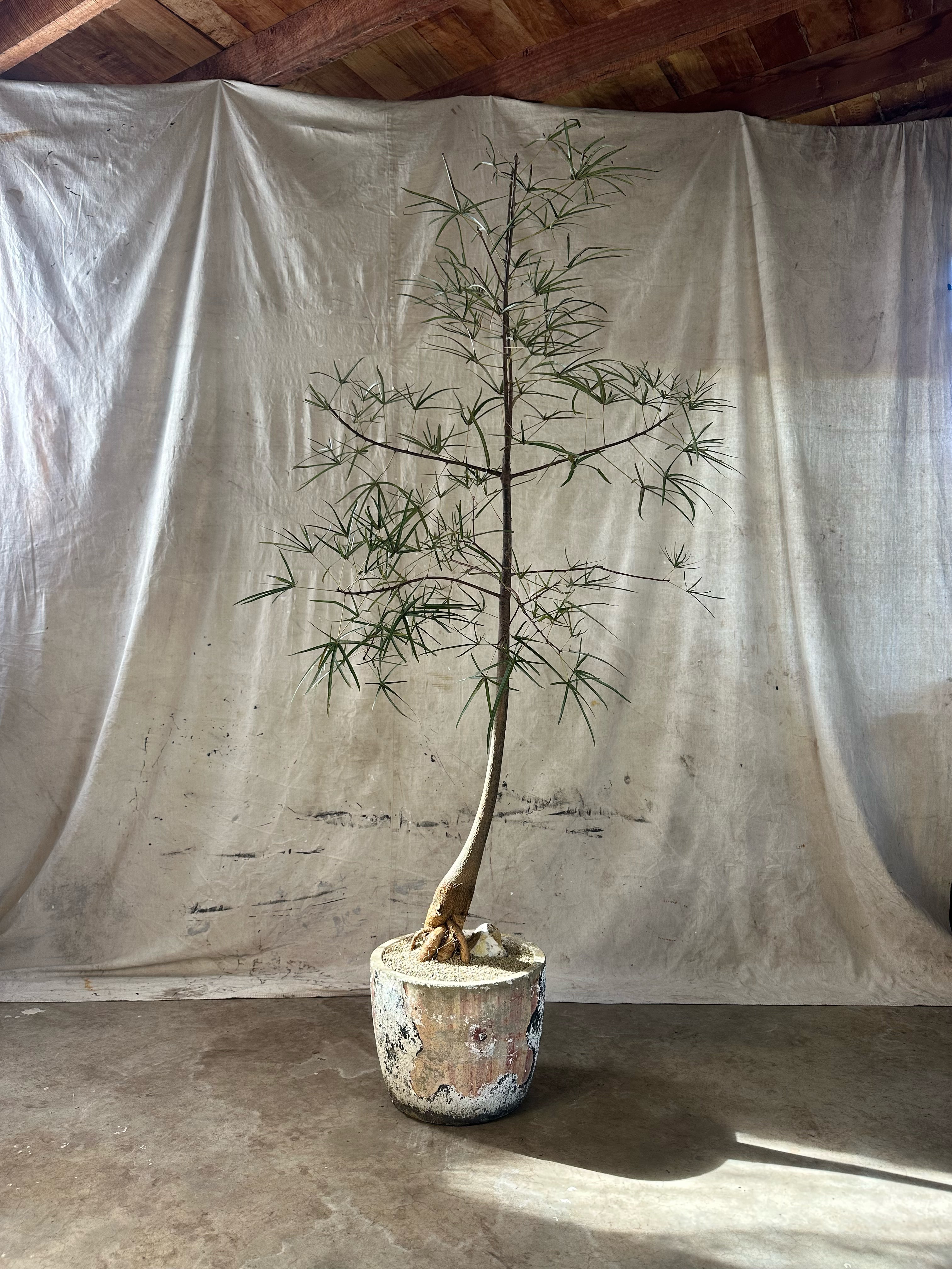 Queensland Bottle Tree (Brachychiton rupestris) / Mid Century Quatrefoil Cast Concrete Planter / Original Patina