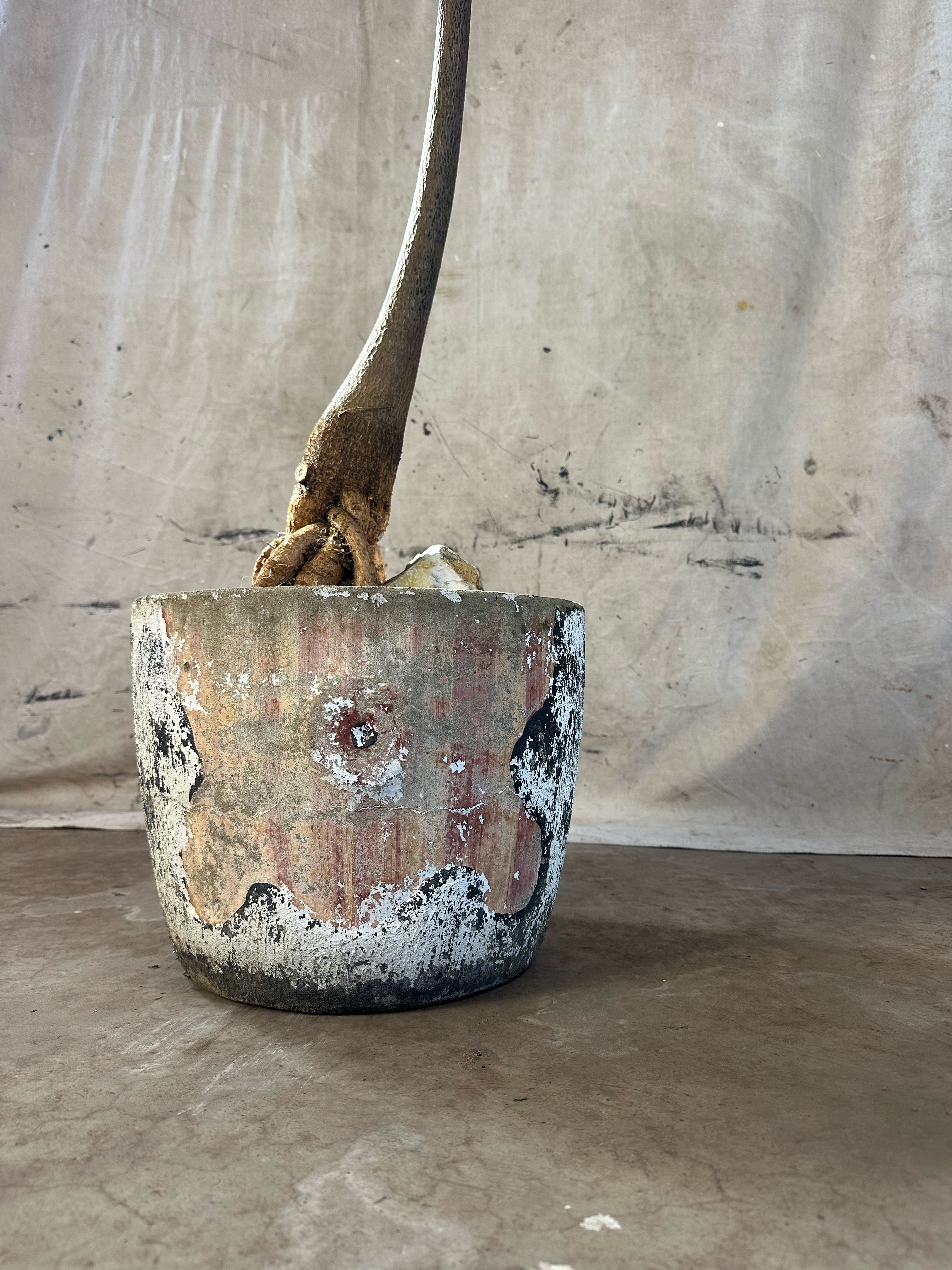 Queensland Bottle Tree (Brachychiton rupestris) / Mid Century Quatrefoil Cast Concrete Planter / Original Patina