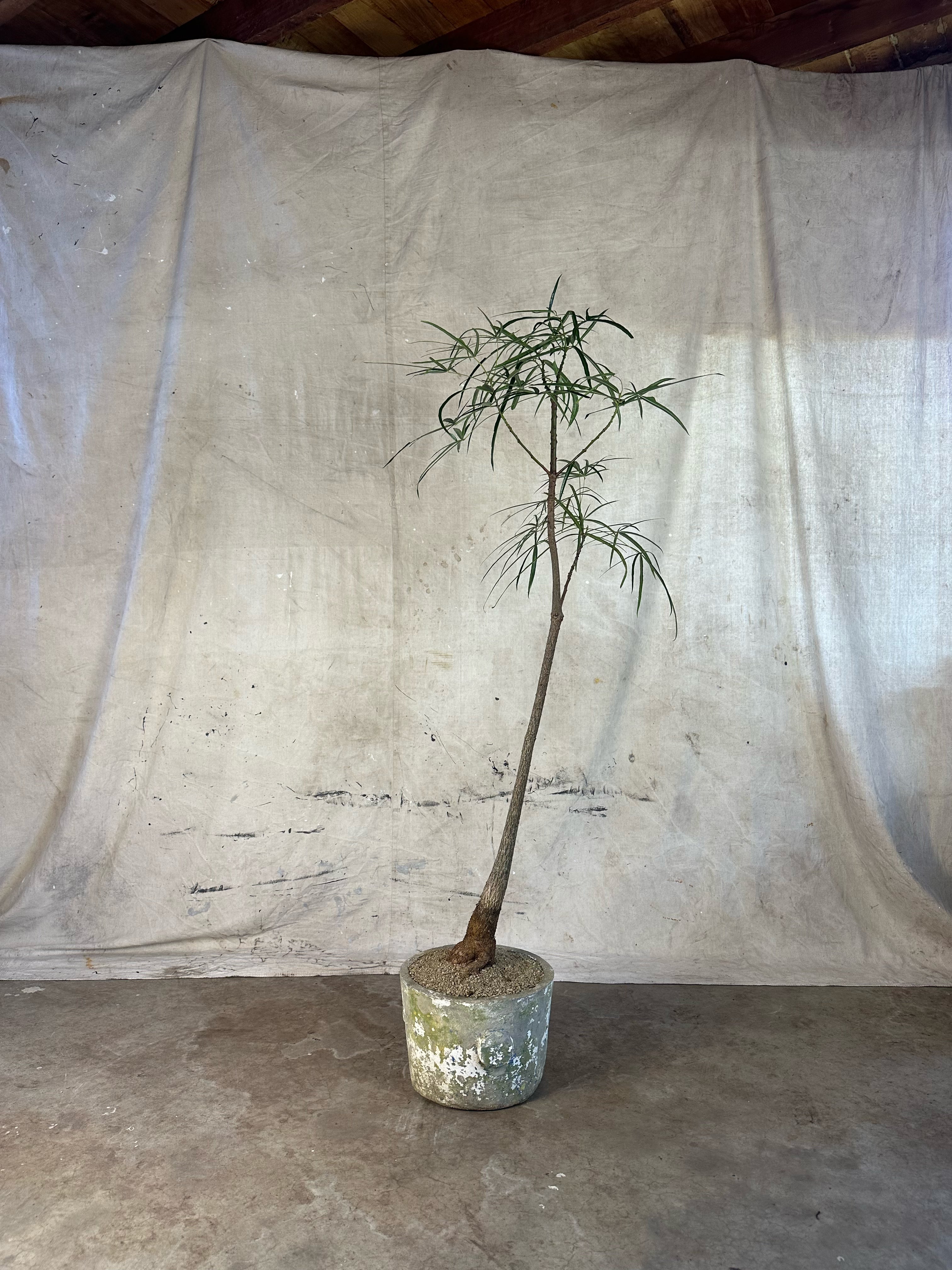 Queensland Bottle Tree (Brachychiton rupestris) / Mid Century Cast Concrete Planter / Original Patina