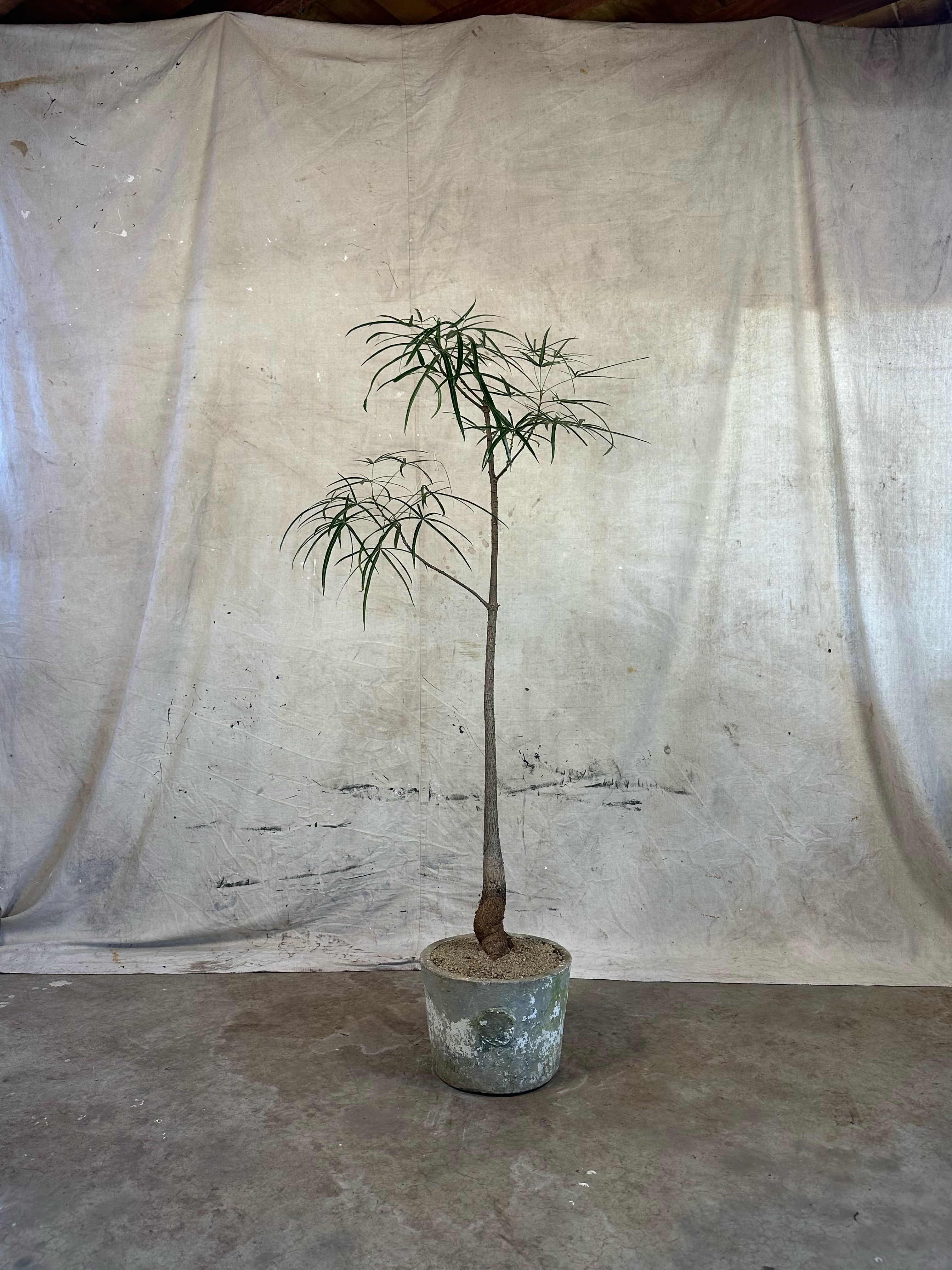 Queensland Bottle Tree (Brachychiton rupestris) / Mid Century Cast Concrete Planter / Original Patina