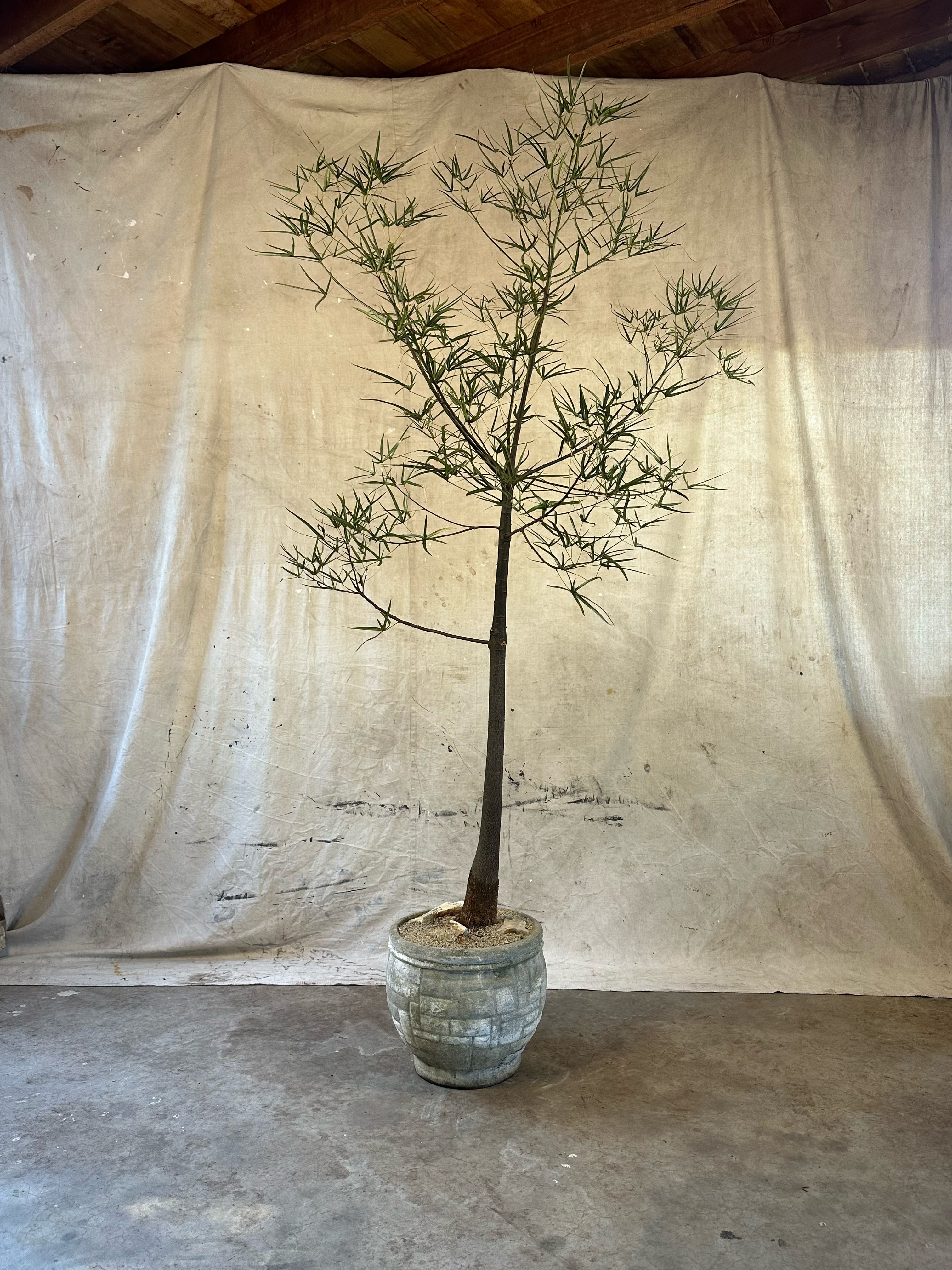 Queensland Bottle Tree (Brachychiton rupestris) / Late 20th Century Cast Concrete Planter with Brickwork Relief / Original Patina