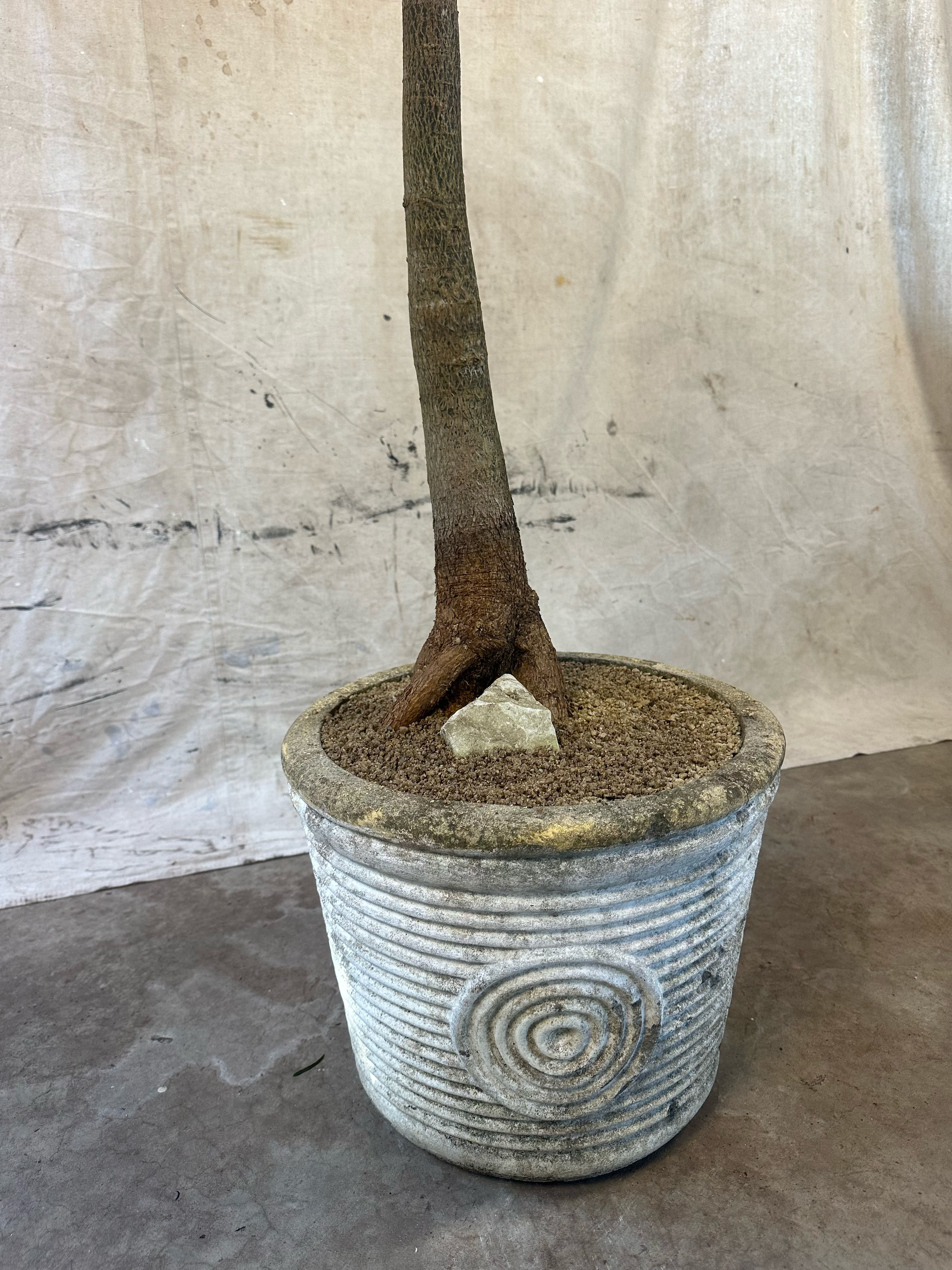 Queensland Bottle Tree (Brachychiton rupestris) / Mid-Century Concentric Circle & Ribbed Cast Concrete Planter / Original Weathered Grey Patina