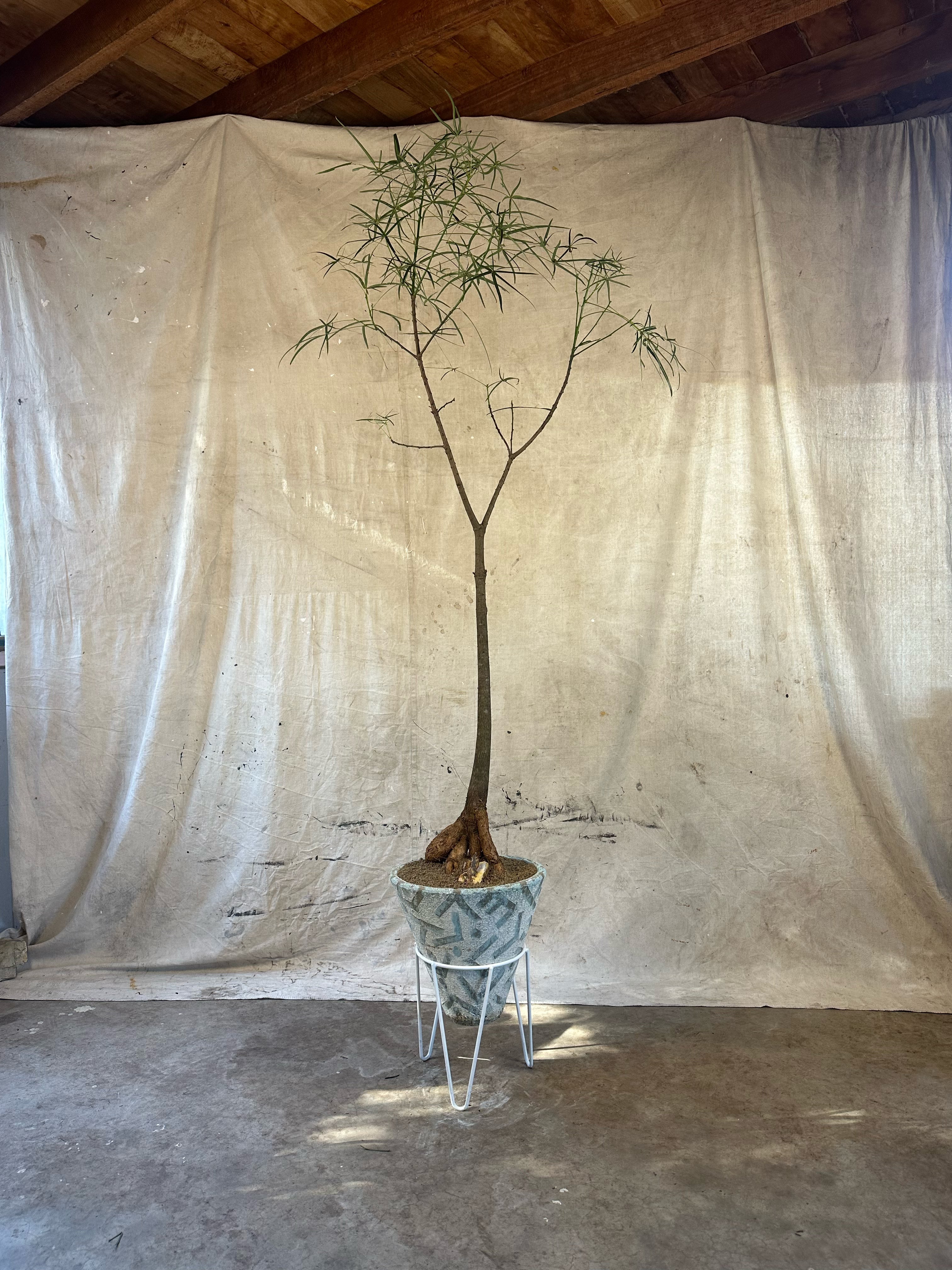 Queensland Bottle Tree (Brachychiton rupestris) / Mid-Century Geometric Conical Cast Concrete Planter on Stand / Original Weathered Teal Patina