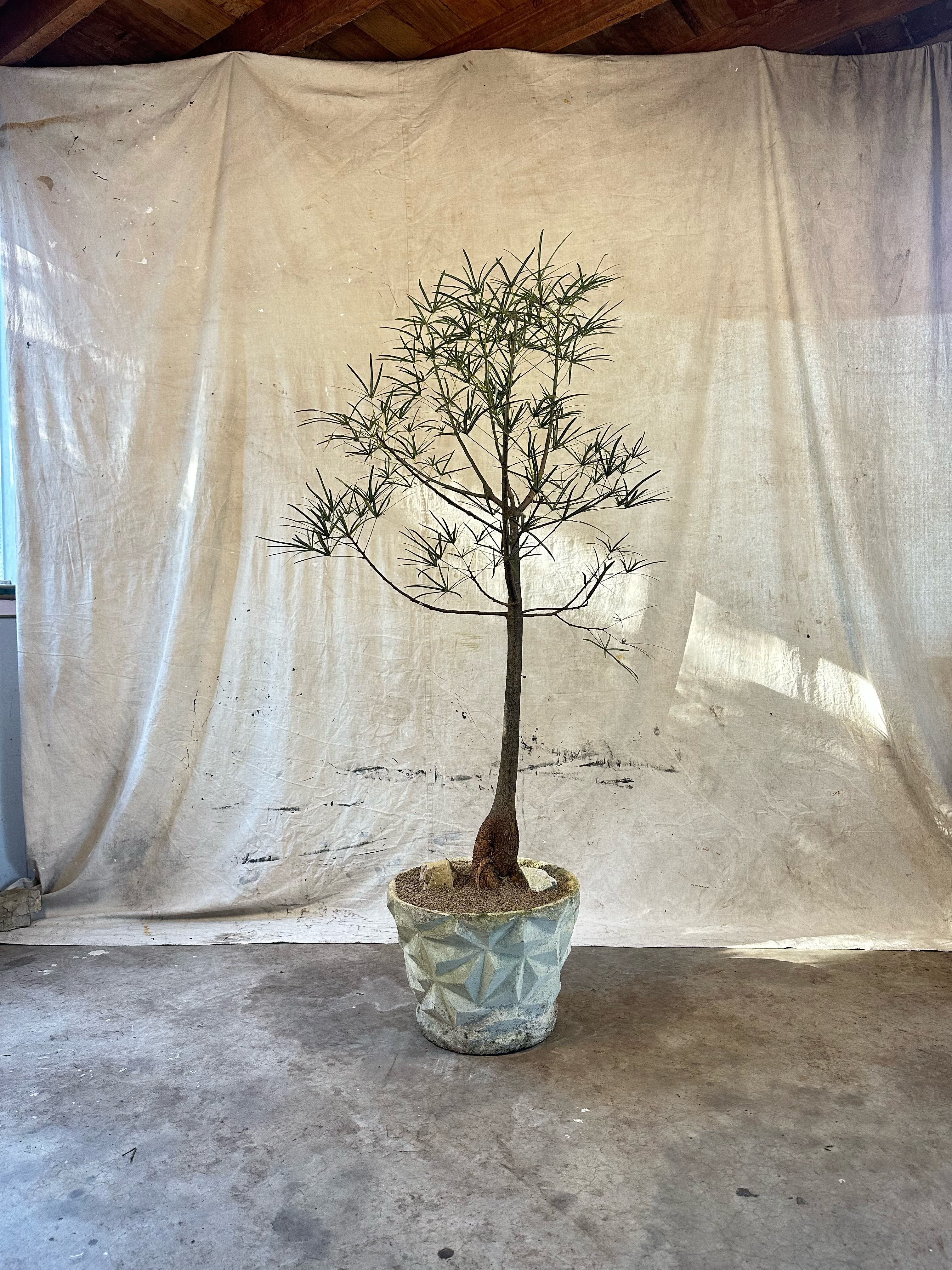 Queensland Bottle Tree (Brachychiton rupestris) / Mid-Century Geometric Faceted Cast Concrete Planter / Original Weathered Stone Patina