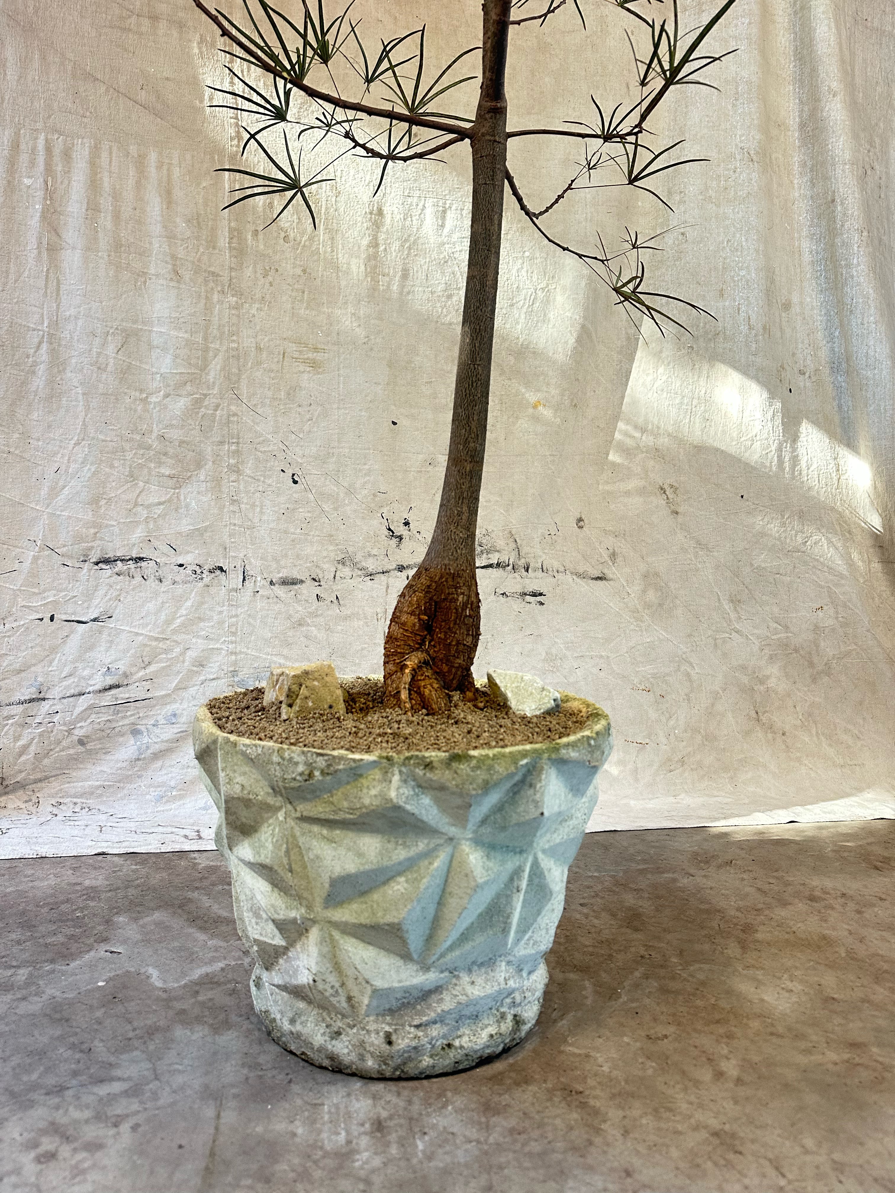 Queensland Bottle Tree (Brachychiton rupestris) / Mid-Century Geometric Faceted Cast Concrete Planter / Original Weathered Stone Patina