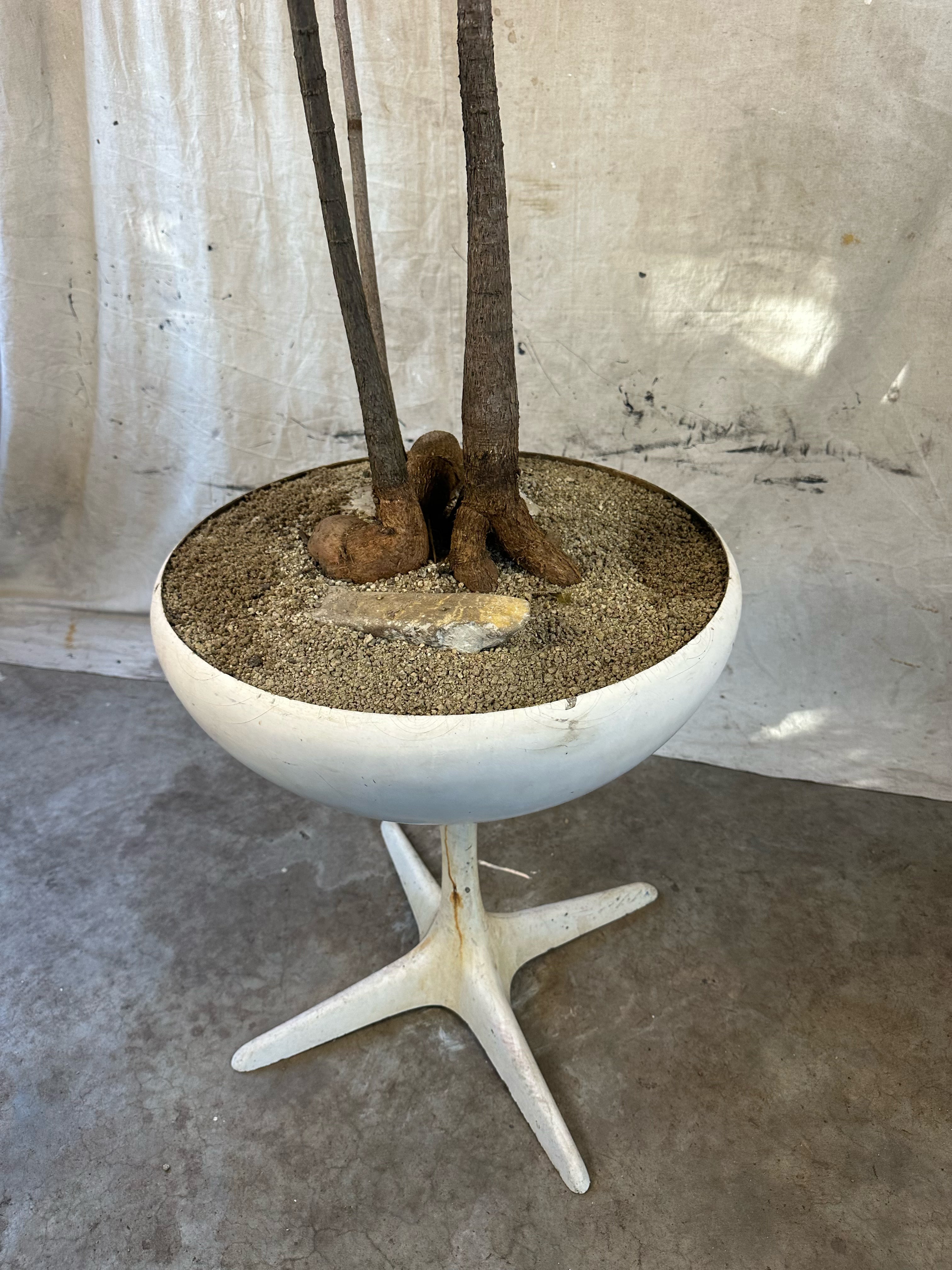 Queensland Bottle Trees Multi-planted (Brachychiton rupestris) / Mid-Century Pedestal Bowl Fibreglass Planter / Original White Weathered Patina