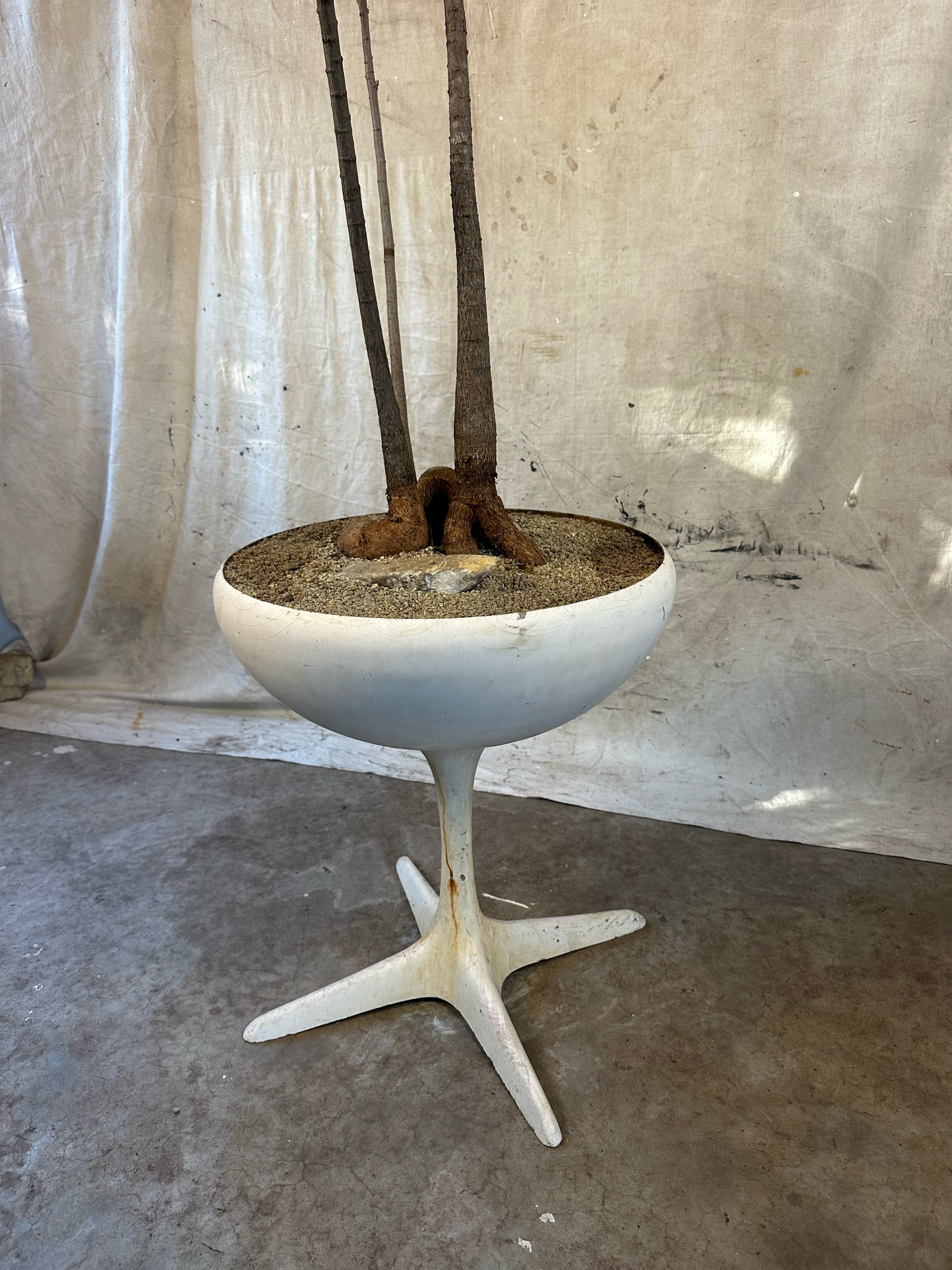 Queensland Bottle Trees Multi-planted (Brachychiton rupestris) / Mid-Century Pedestal Bowl Fibreglass Planter / Original White Weathered Patina