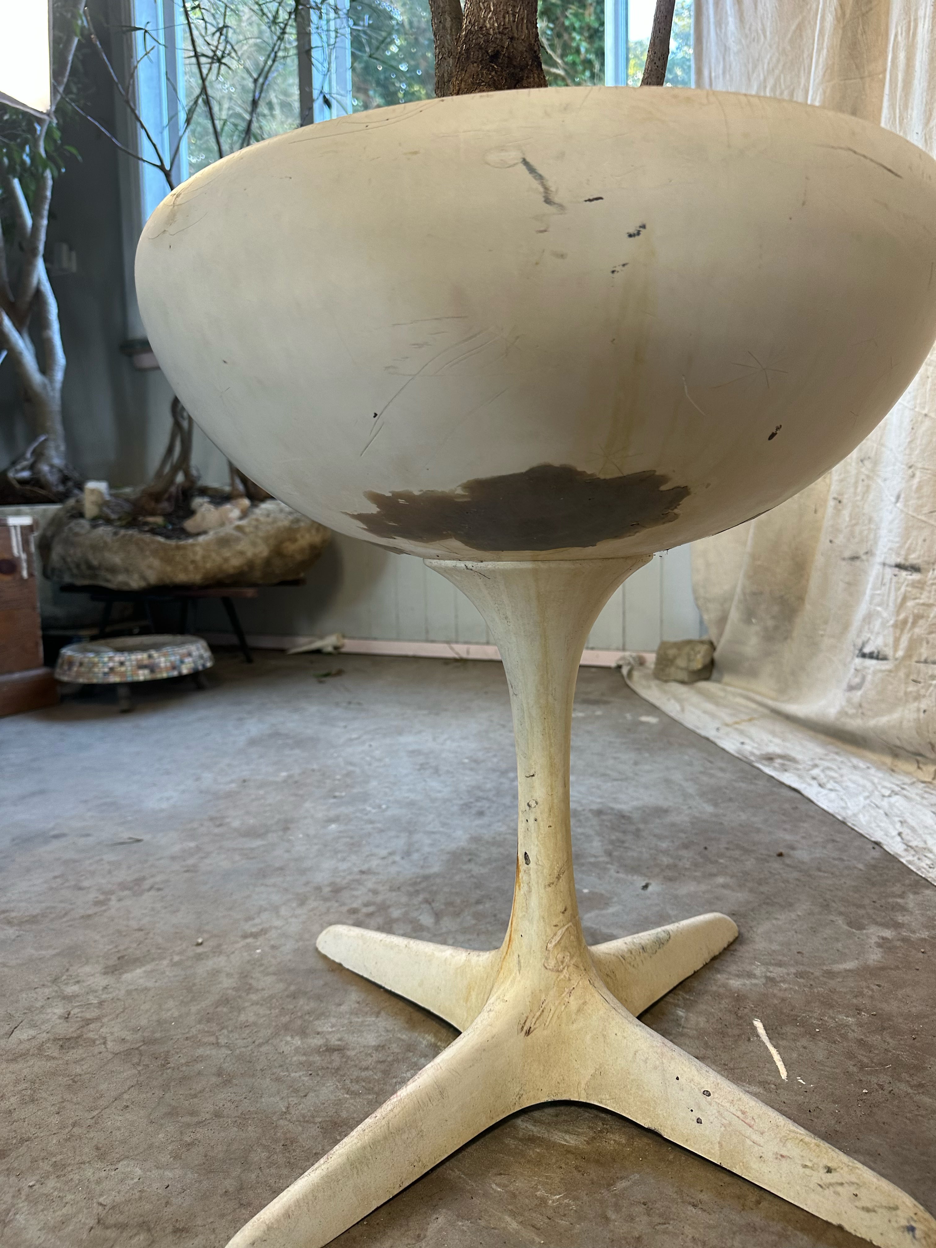 Queensland Bottle Trees Multi-planted (Brachychiton rupestris) / Mid-Century Pedestal Bowl Fibreglass Planter / Original White Weathered Patina