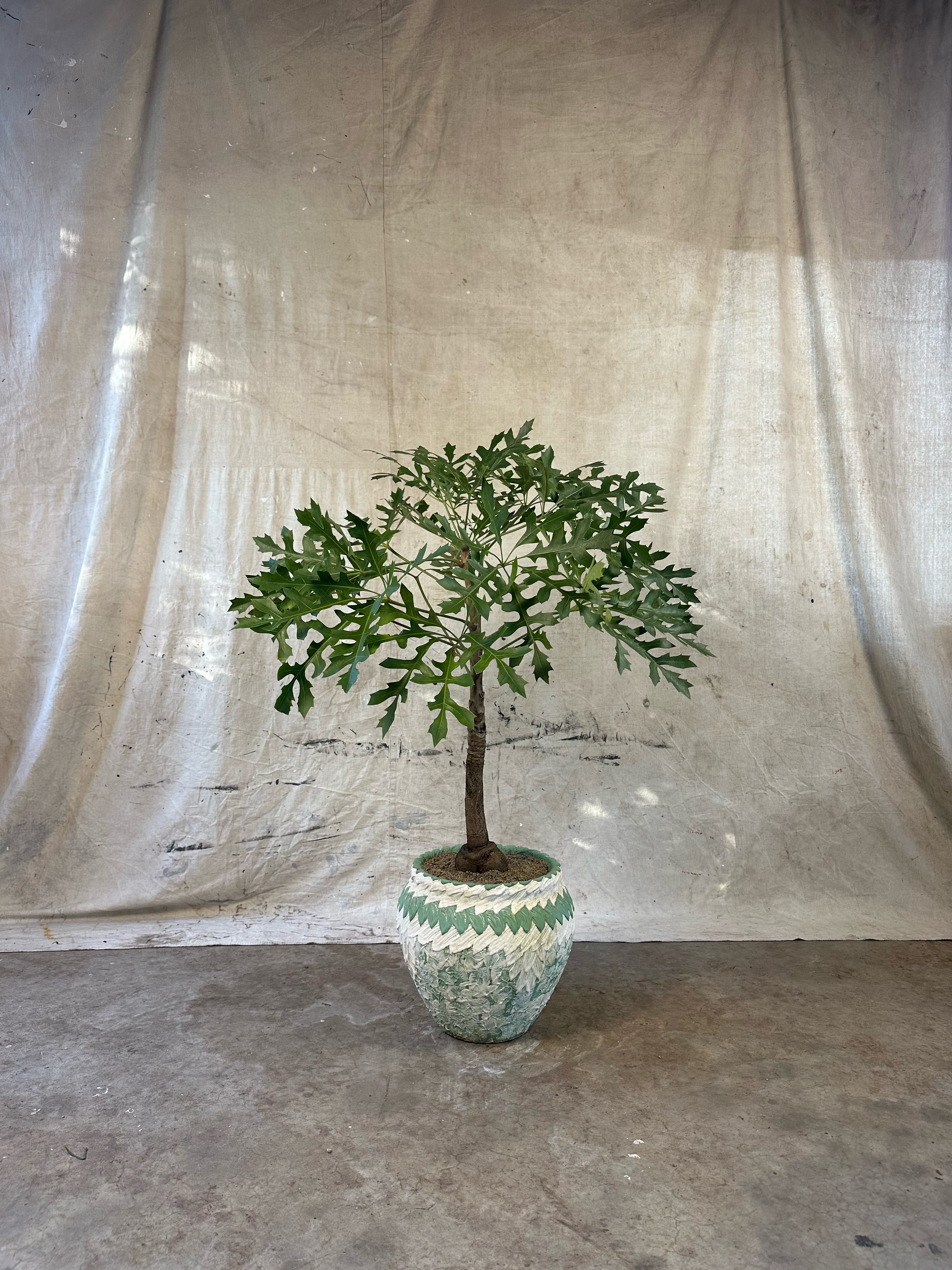 Highveld Cabbage Tree (Cussonia paniculata) / Mid-Century Zig-Zag Chevron Cast Concrete Planter / Original Weathered Green & White Patina