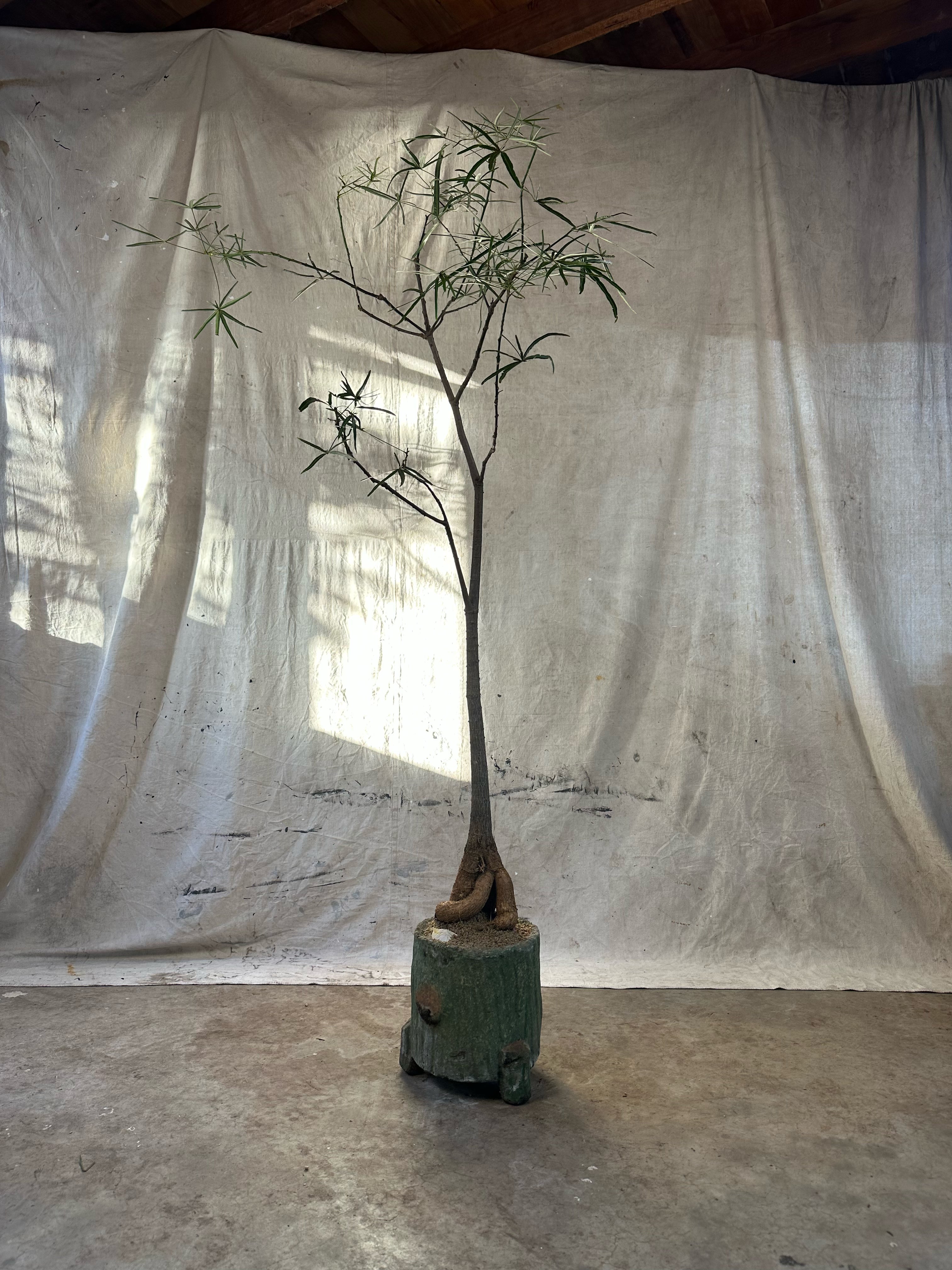 Queensland Bottle Tree (Brachychiton rupestris) / Mid-Century Faux Bois Tree Stump Cast Concrete Planter / Original Weathered Green Patina