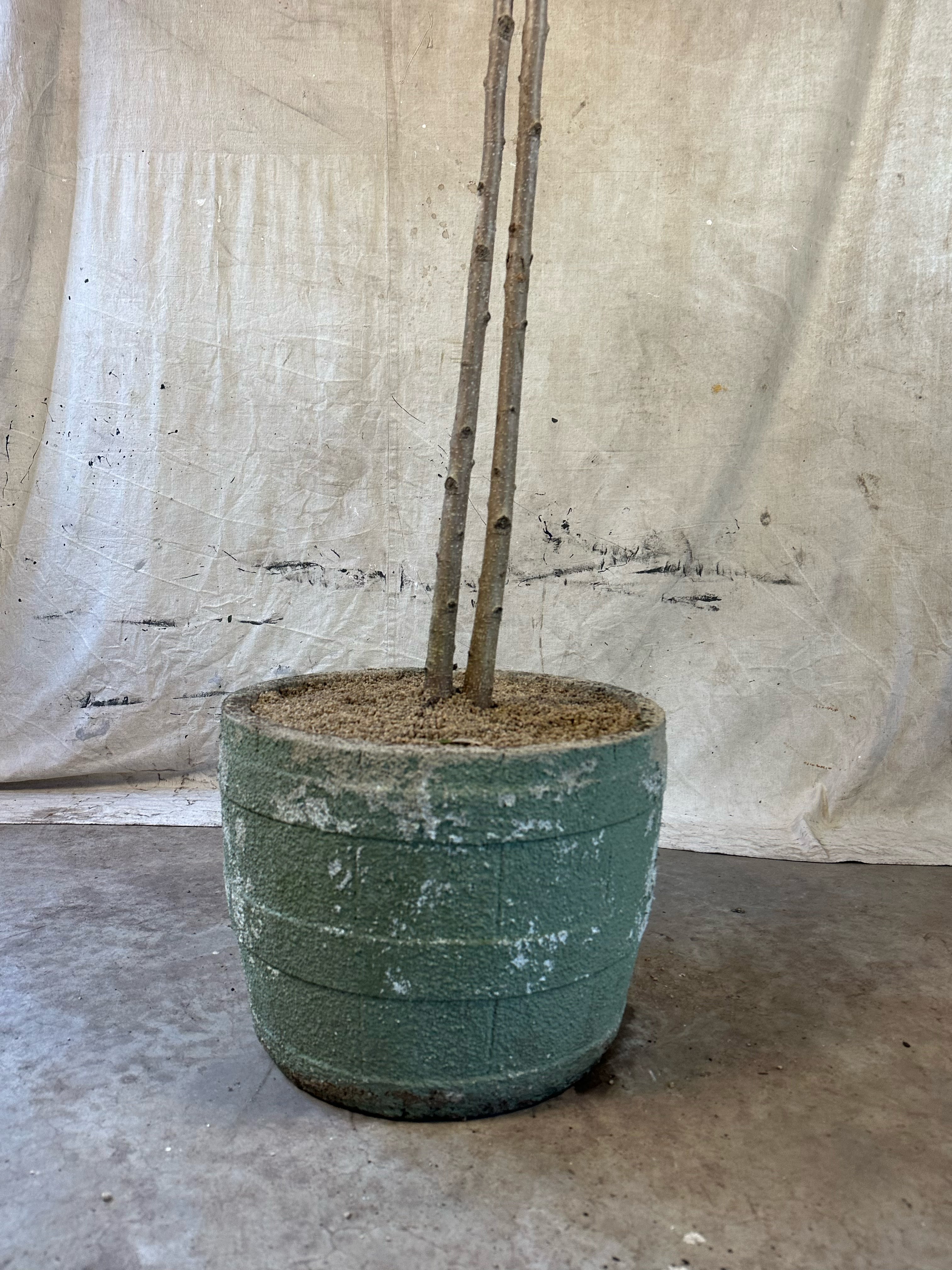 Long-Leaf Fig Multi planted (Ficus longifolia) / Mid-Century Banded Cast Concrete Planter / Original Weathered Green Patina