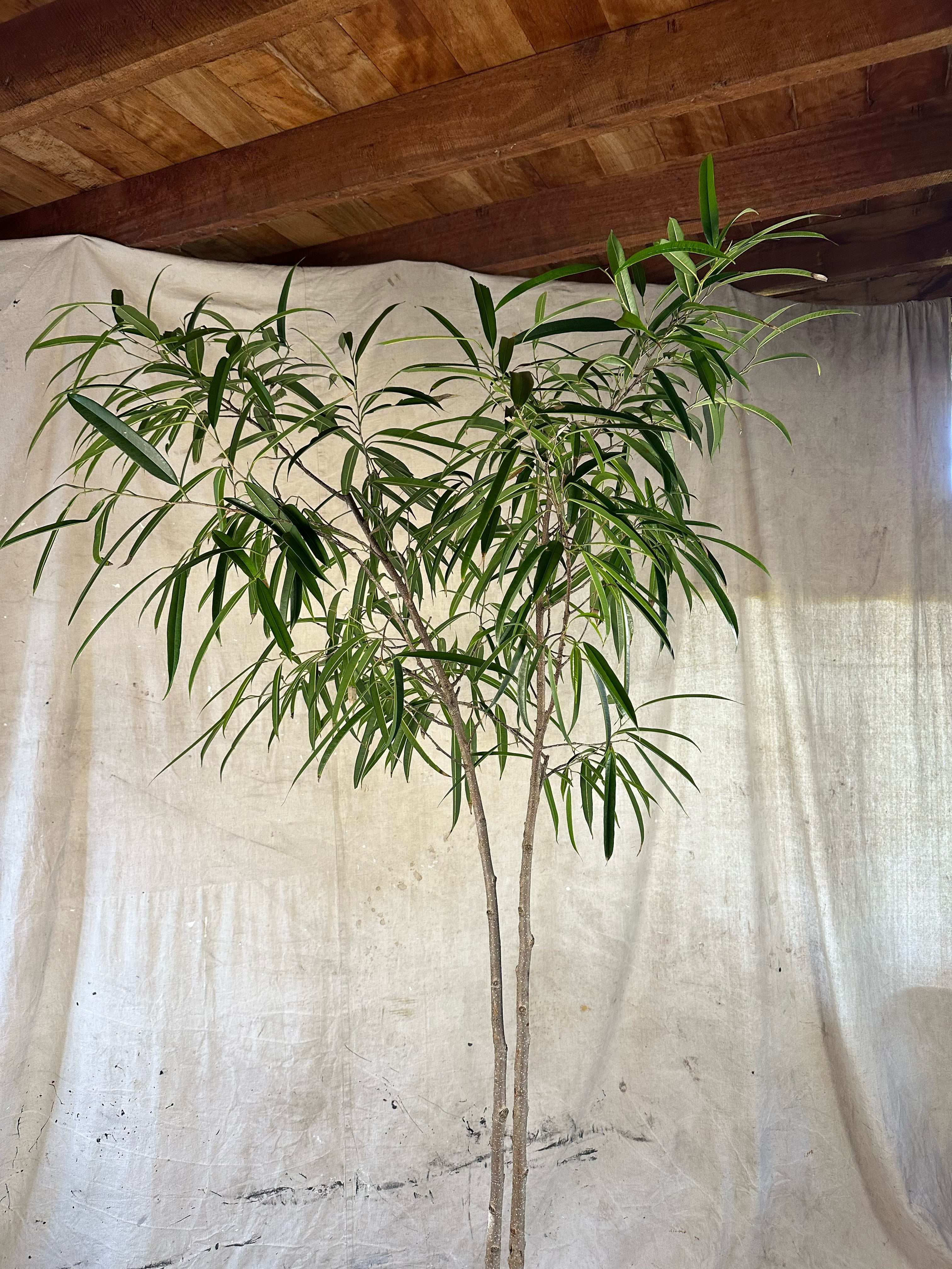 Long-Leaf Fig Multi planted (Ficus longifolia) / Mid-Century Banded Cast Concrete Planter / Original Weathered Green Patina