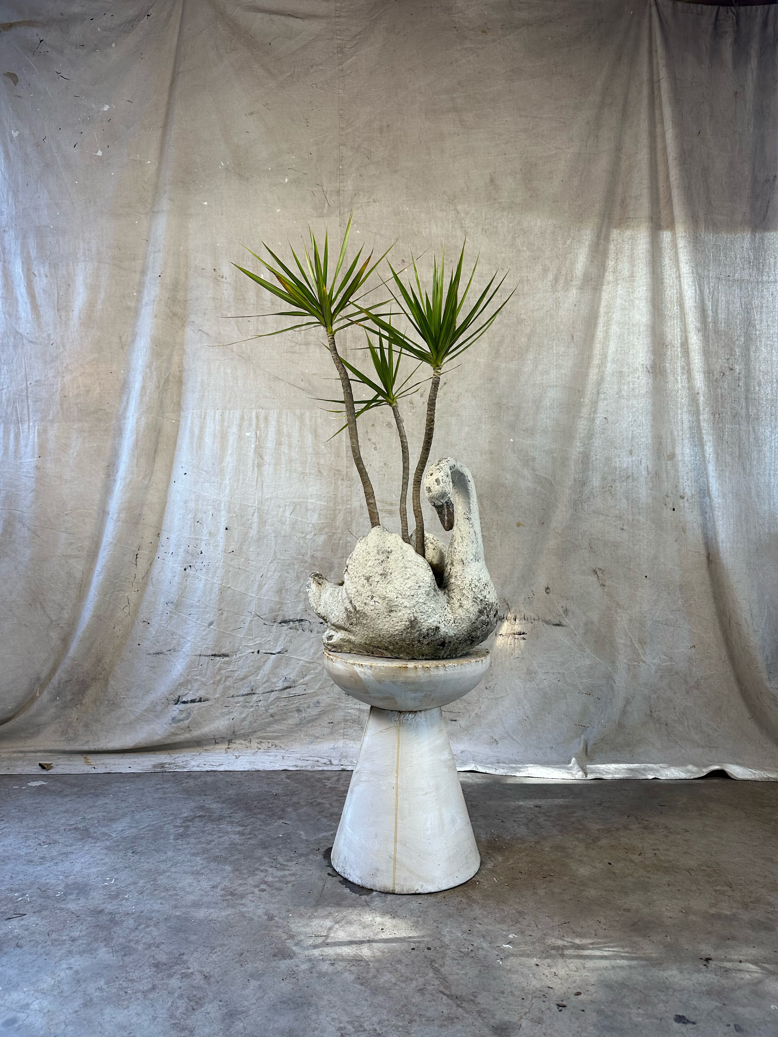 Dragon Tree (Dracaena marginata) / Mid-Century Swan Figural Cast Concrete Planter / Original Weathered Stone Patina