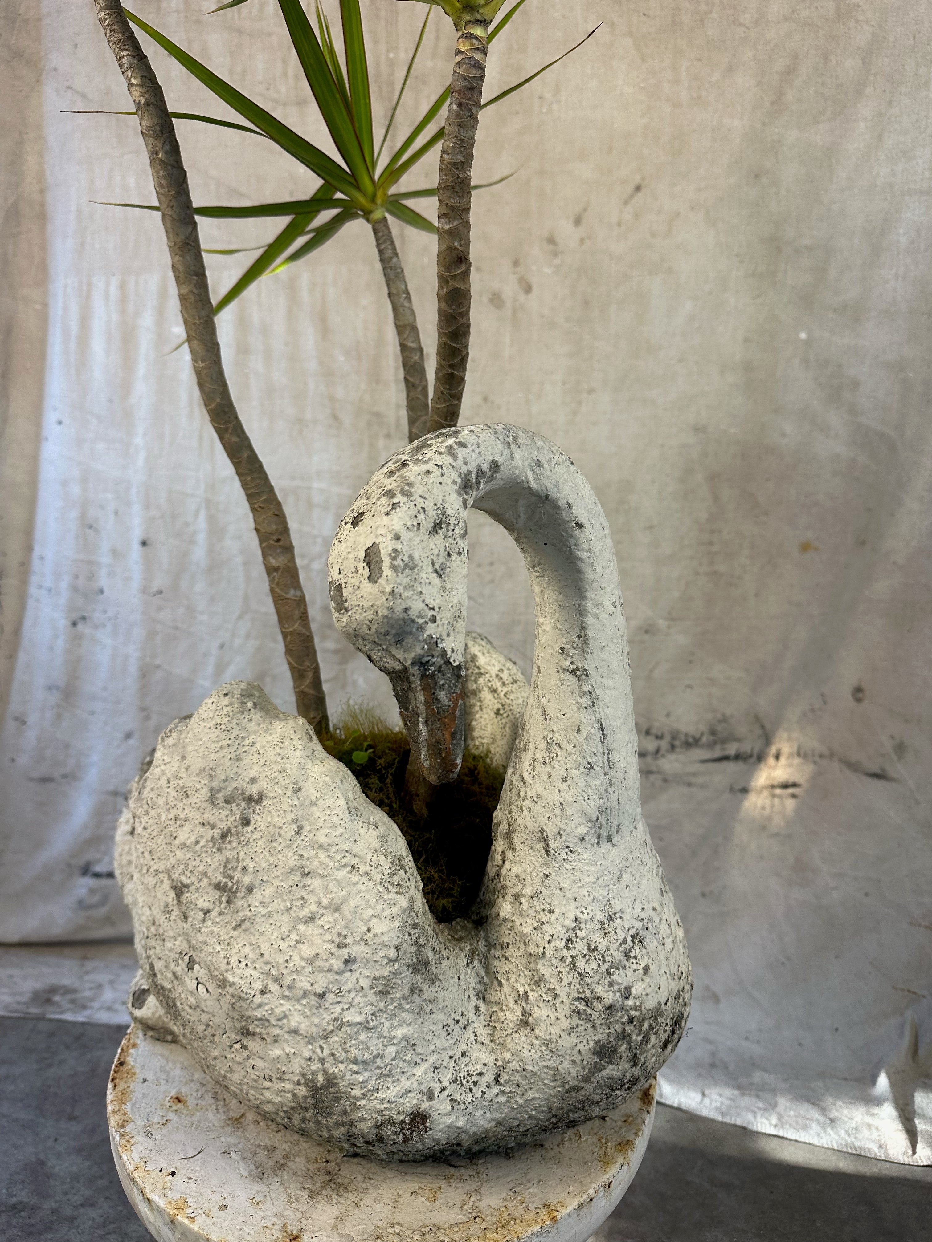 Dragon Tree (Dracaena marginata) / Mid-Century Swan Figural Cast Concrete Planter / Original Weathered Stone Patina