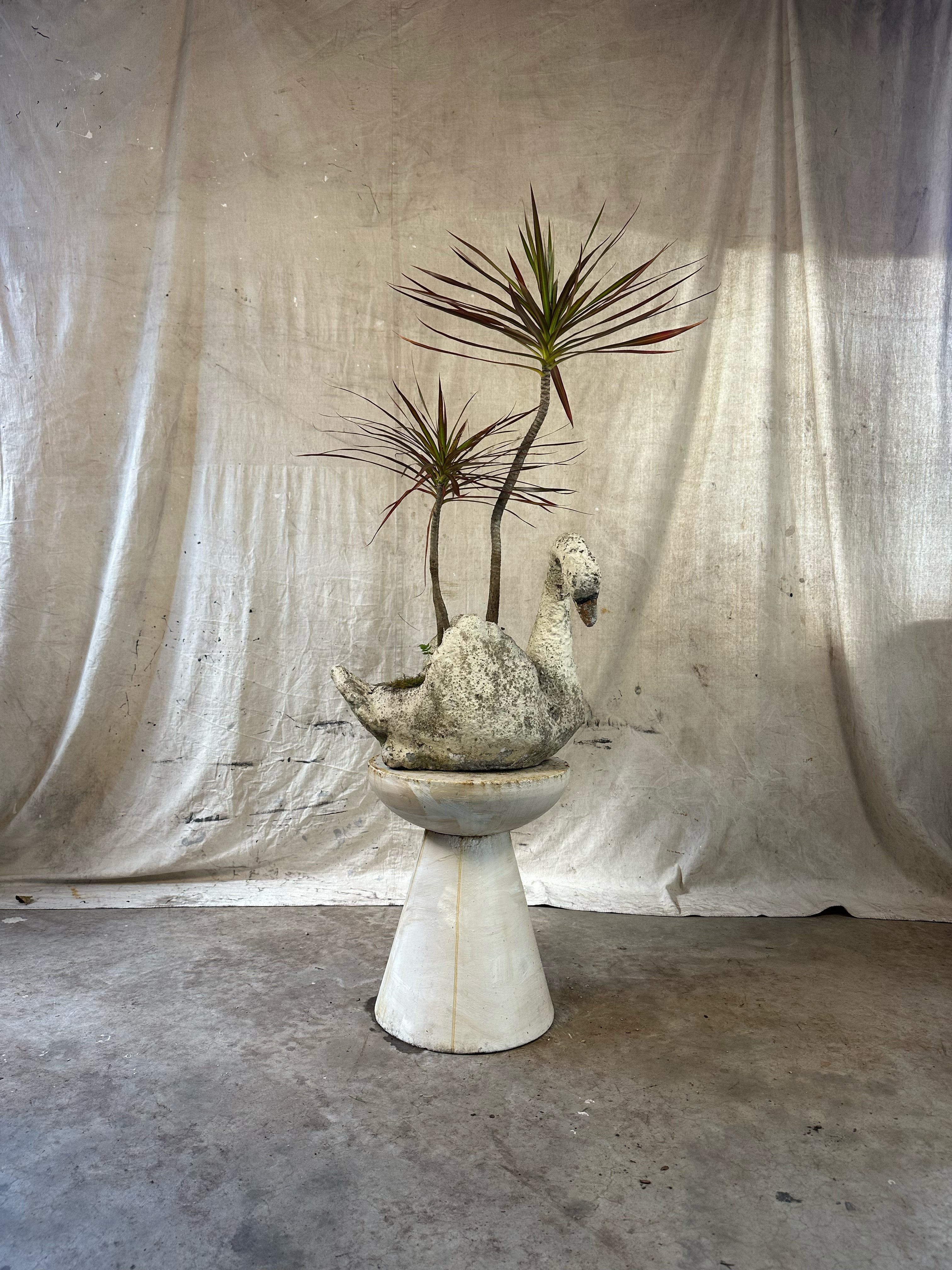 Dragon Tree "Magenta" (Dracaena marginata) / Mid-Century Swan Figural Cast Concrete Planter / Original Weathered Stone Patina