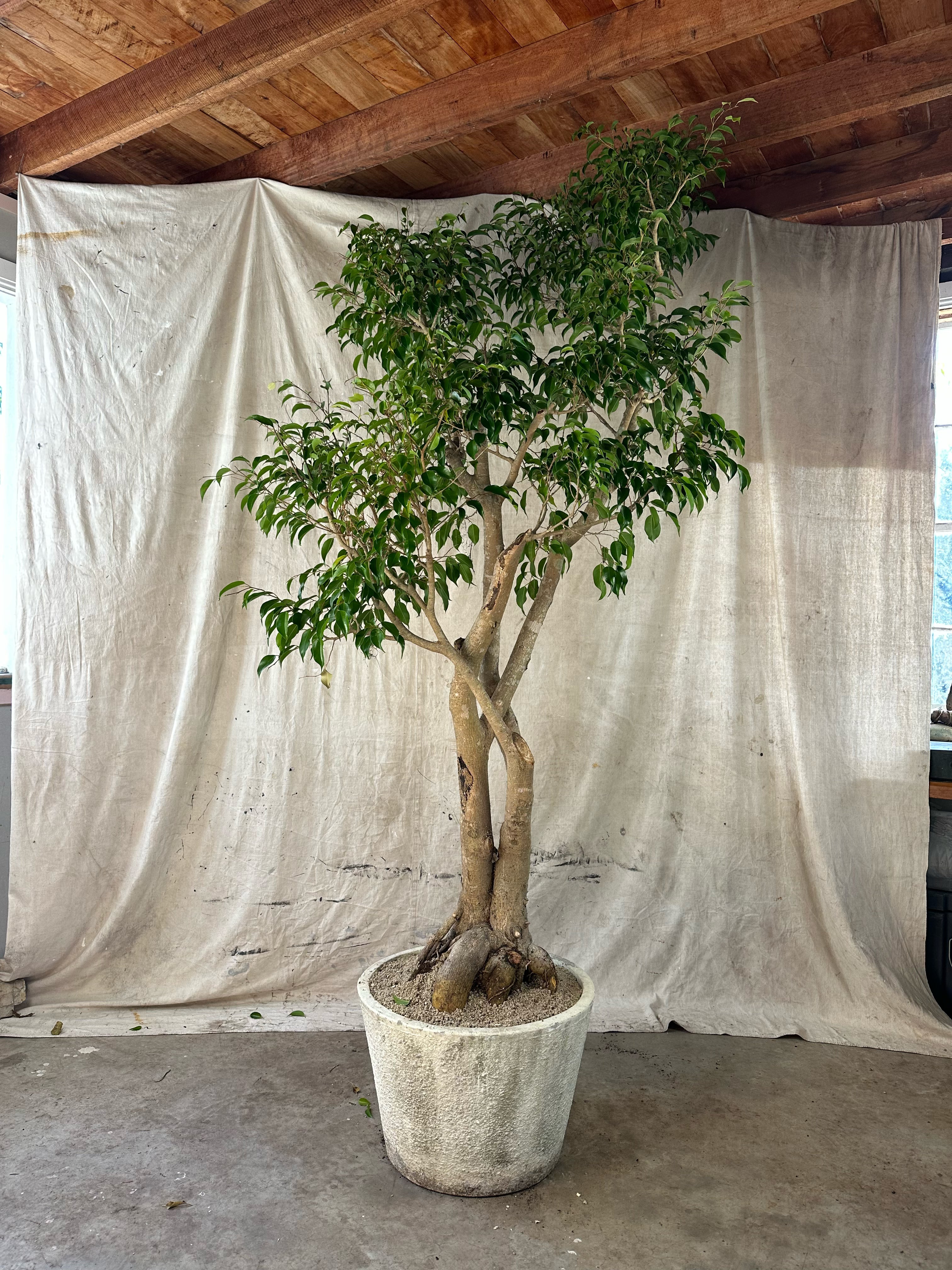 Weeping Fig (Ficus benjamina) / Mid-Century Tapered Cast Concrete Planter / Original Weathered Stone Patina