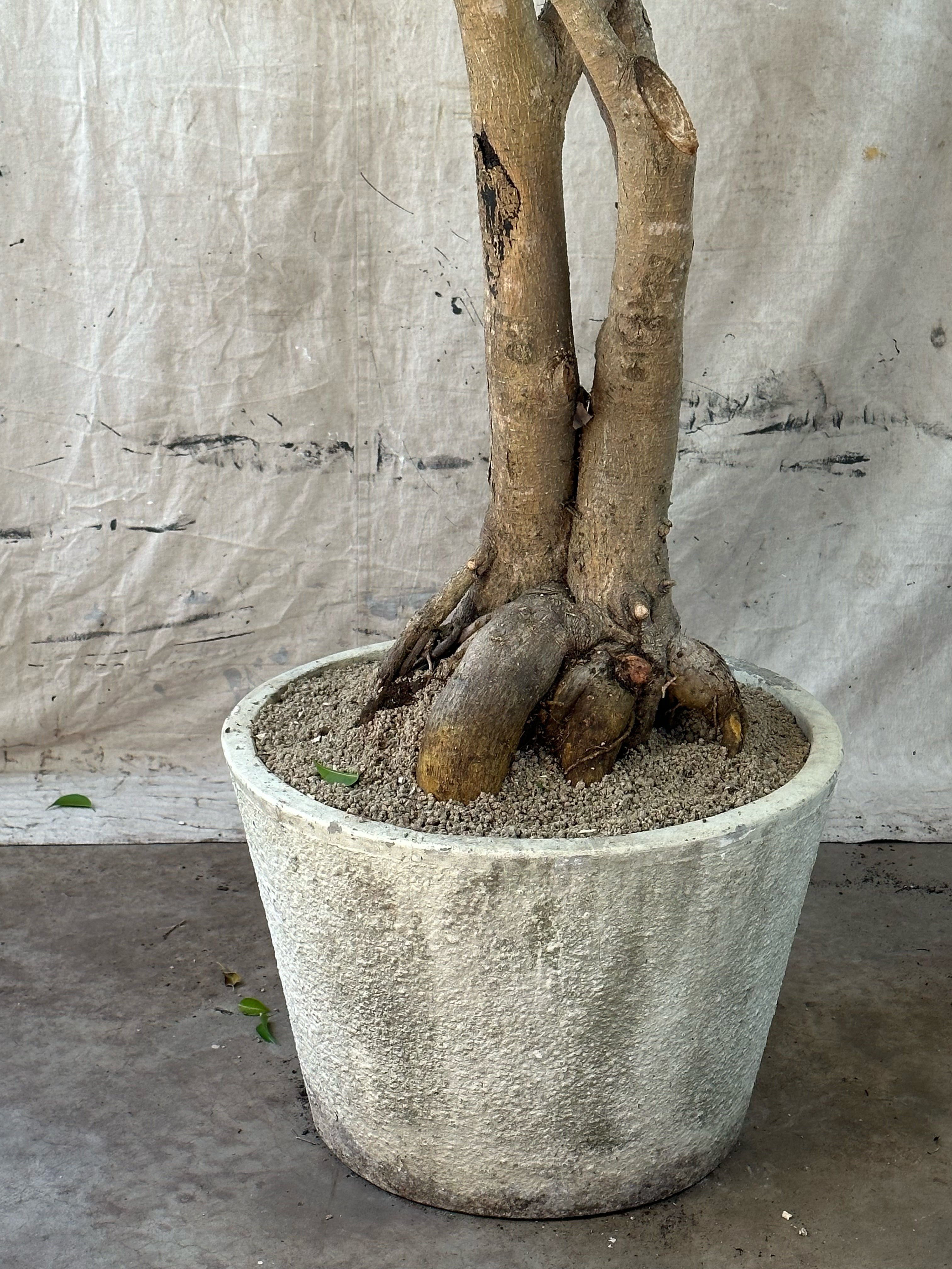 Weeping Fig (Ficus benjamina) / Mid-Century Tapered Cast Concrete Planter / Original Weathered Stone Patina