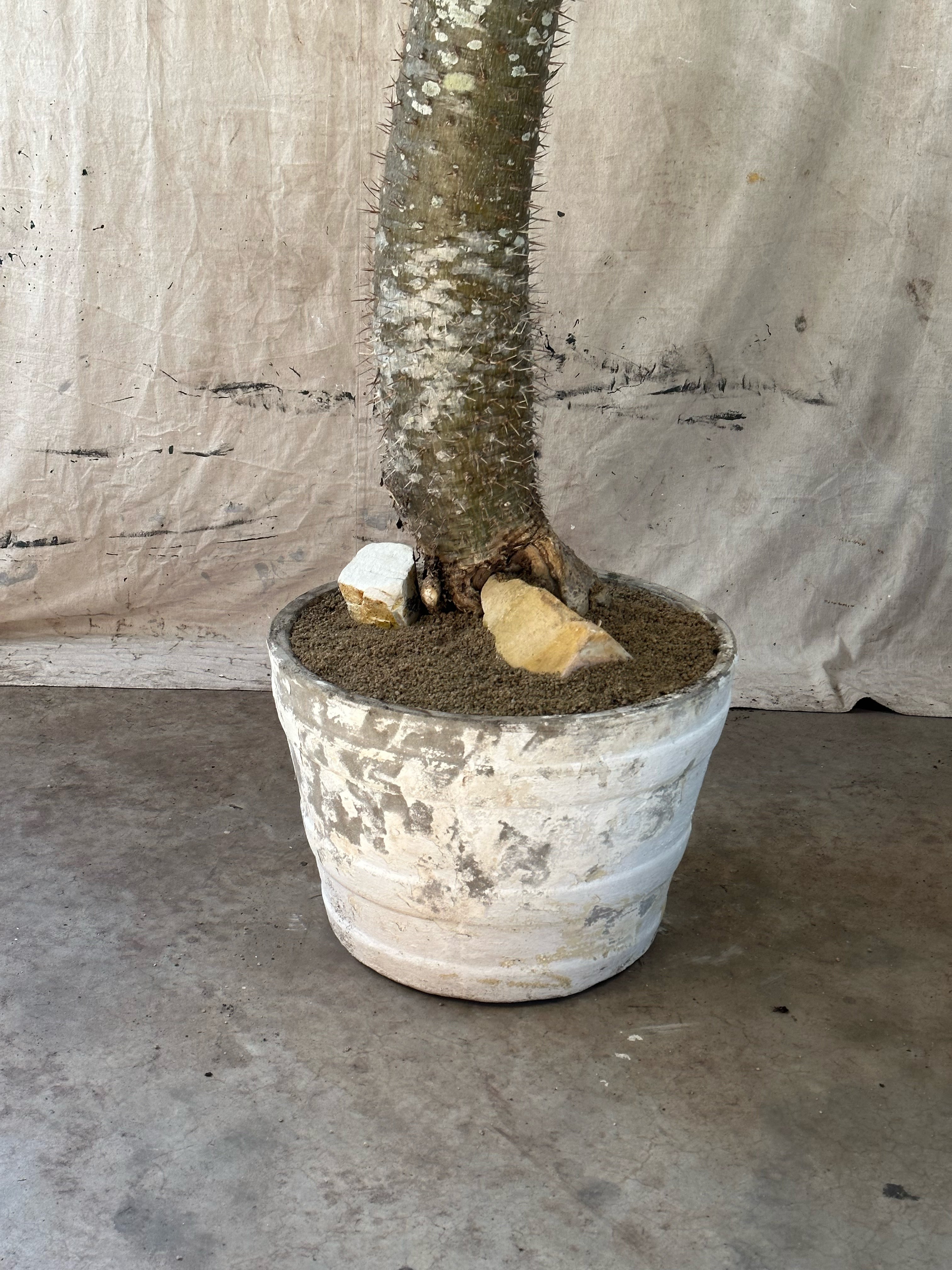Madagascar Palm (Pachypodium lamerei) / Mid-Century Banded Cast Concrete Planter / Original Weathered White Patina