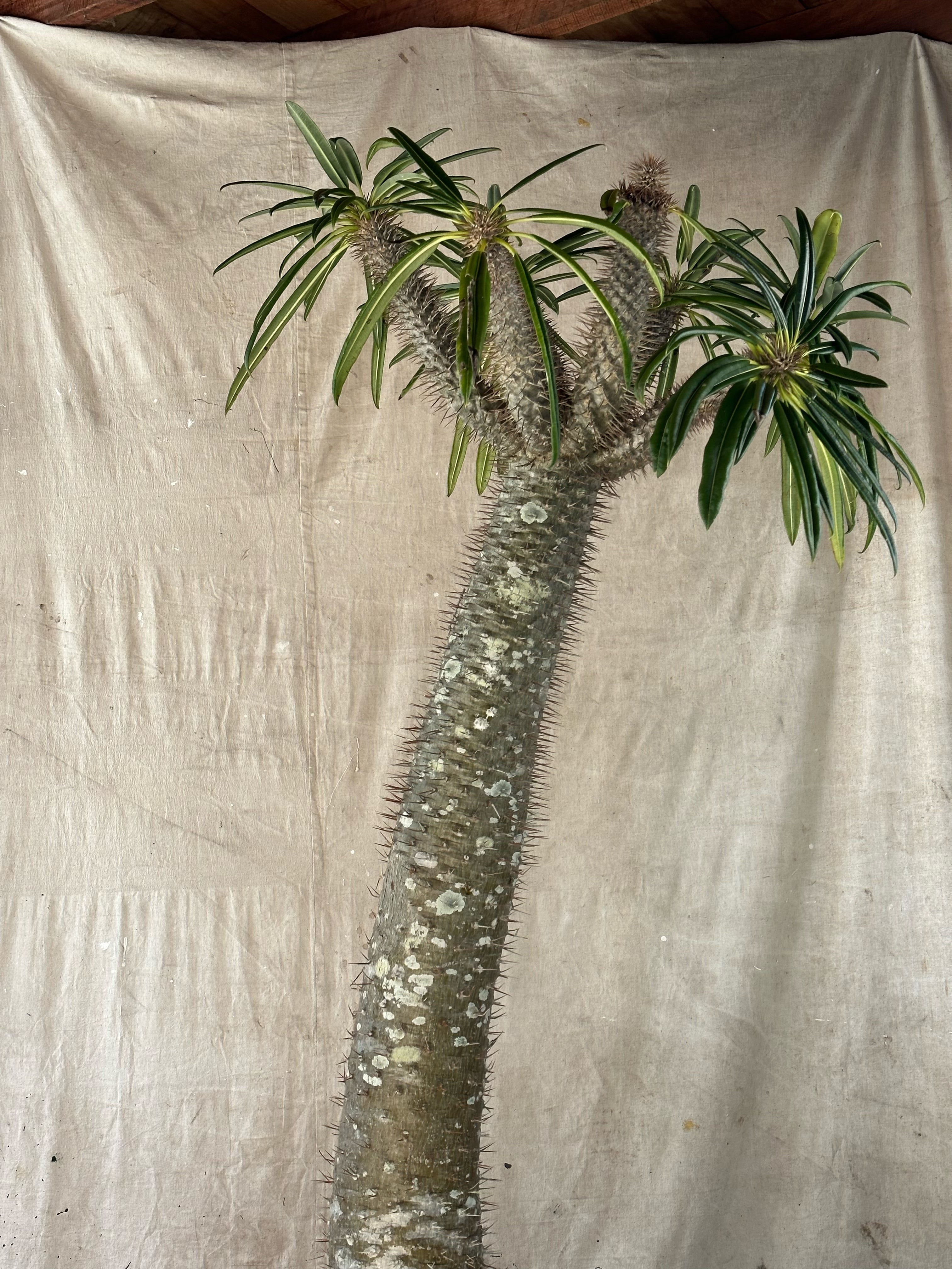 Madagascar Palm (Pachypodium lamerei) / Mid-Century Banded Cast Concrete Planter / Original Weathered White Patina
