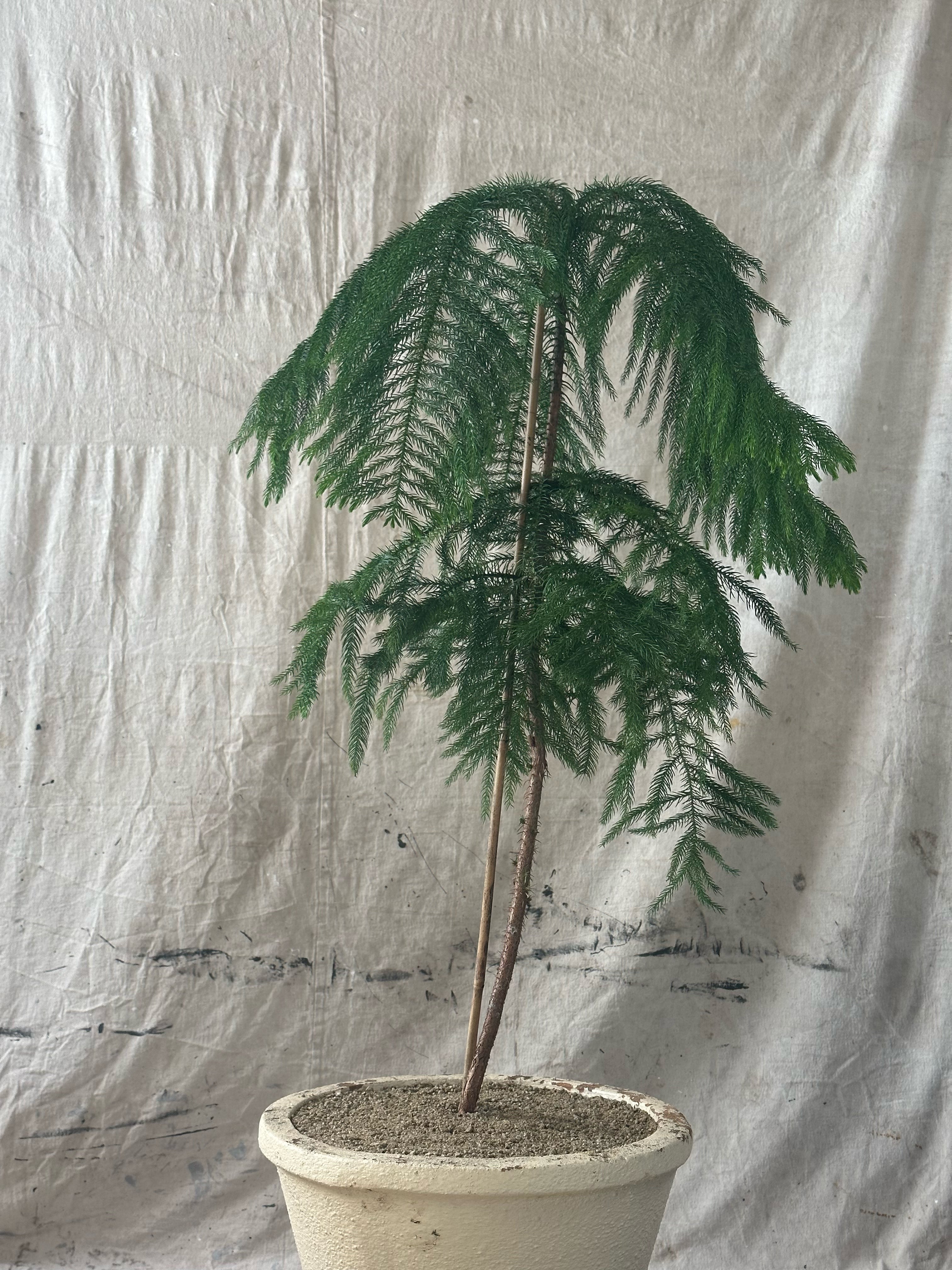 Cook Pine (Araucaria columnaris) / Mid-Century Pedestal Urn Cast Concrete Planter / Original Cream Patina