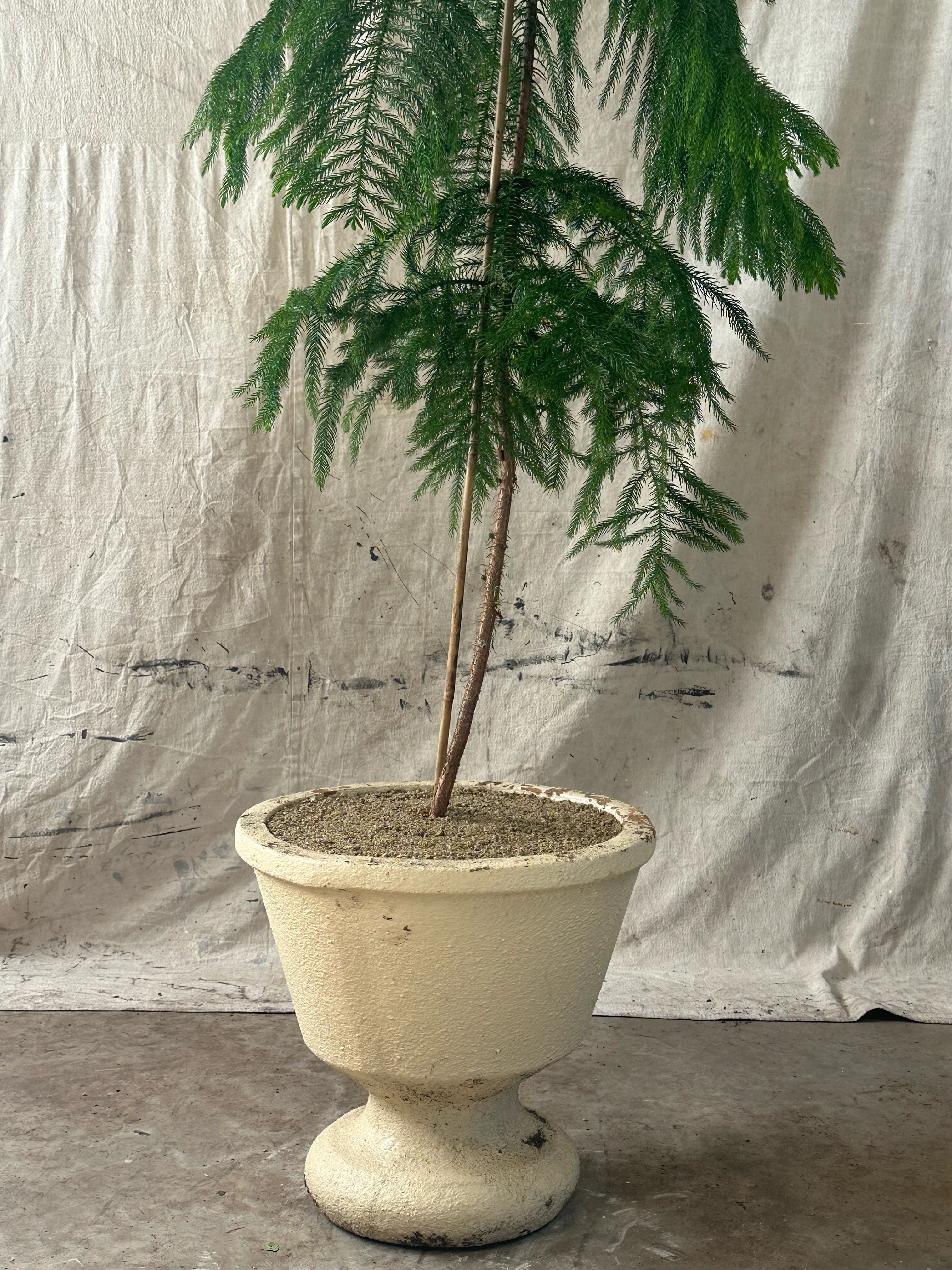 Cook Pine (Araucaria columnaris) / Mid-Century Pedestal Urn Cast Concrete Planter / Original Cream Patina