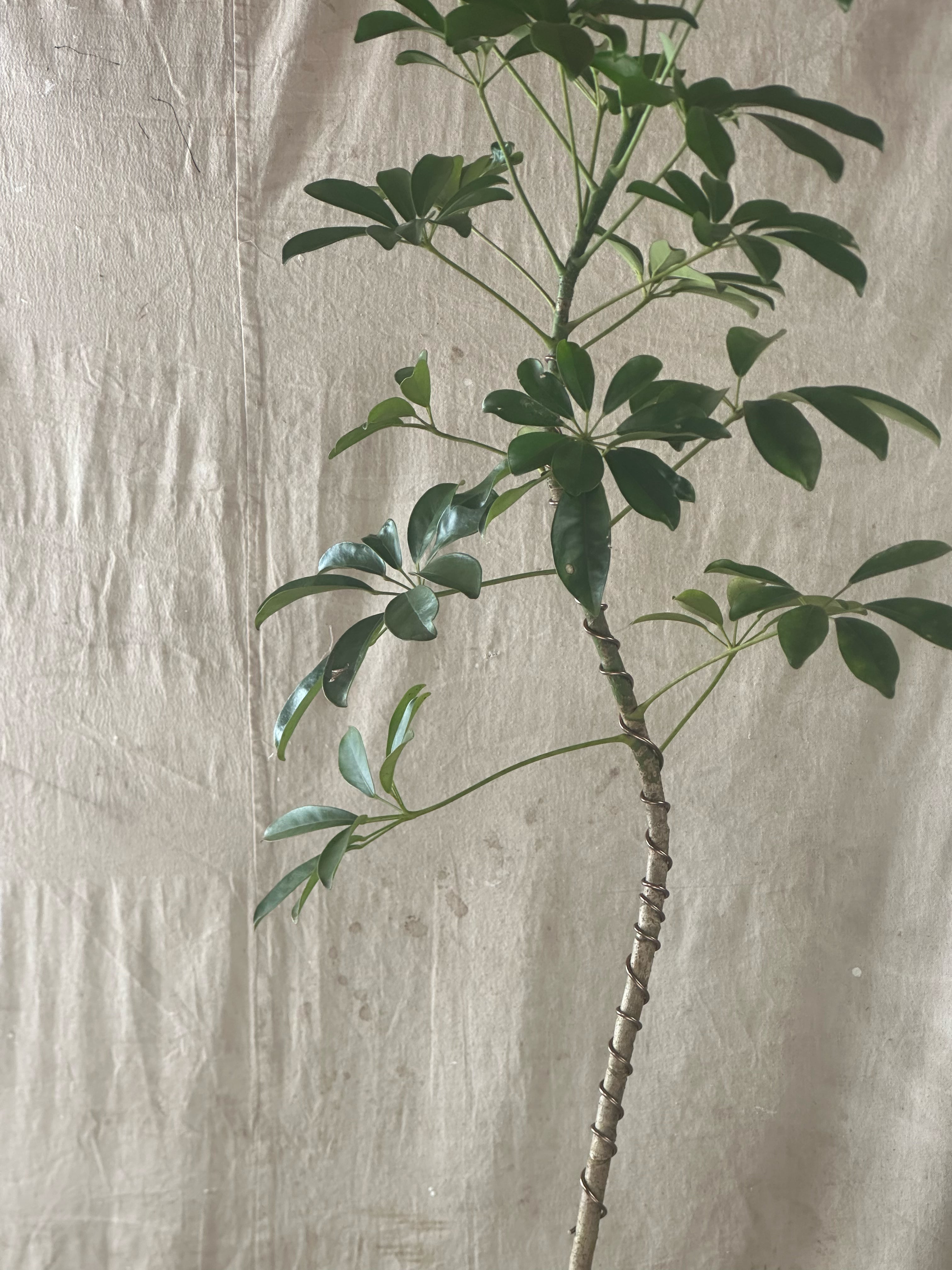 Umbrella Tree (Schefflera arboricola) / Mid-Century Scalloped Striped Cast Concrete Planter / Original Weathered Blue Patina