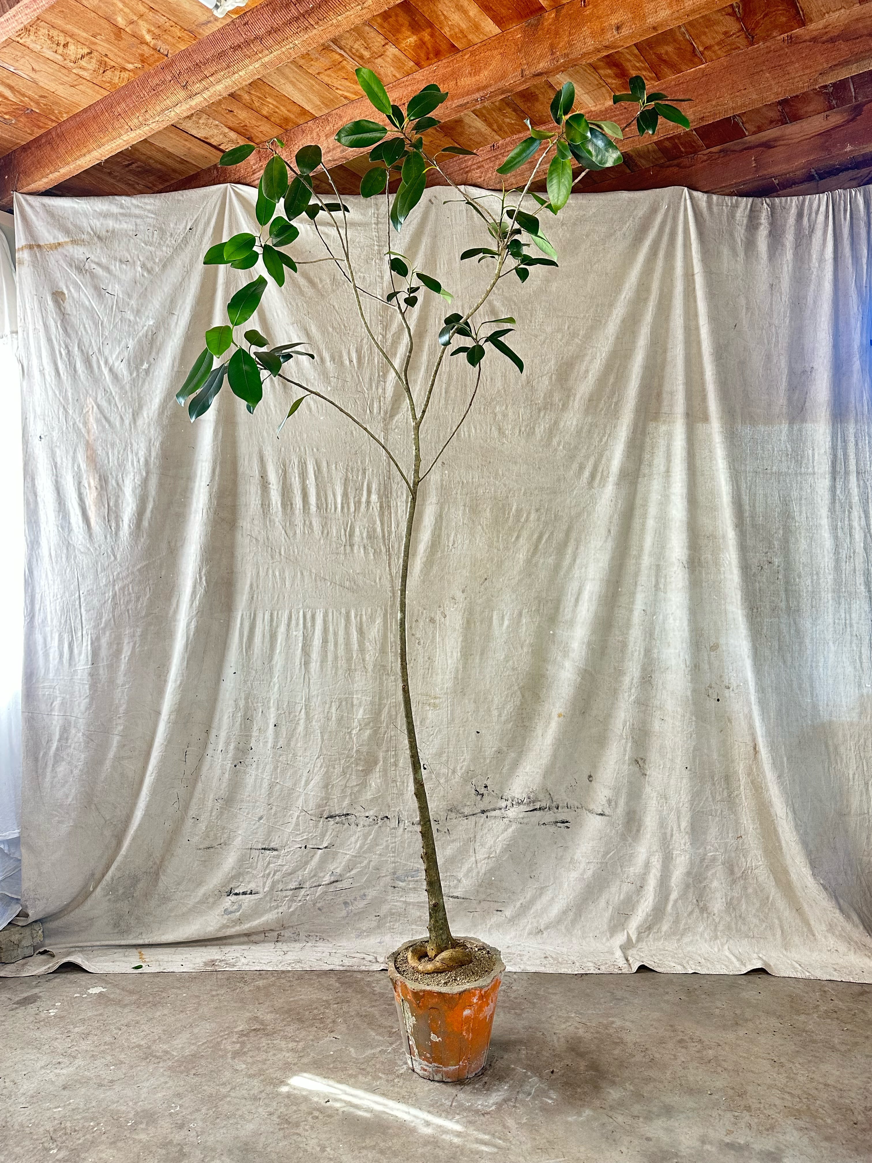 Port Jackson Fig (Ficus rubiginosa) / Mid-Century Tapered Cast Concrete Planter / Original Weathered orange Patina