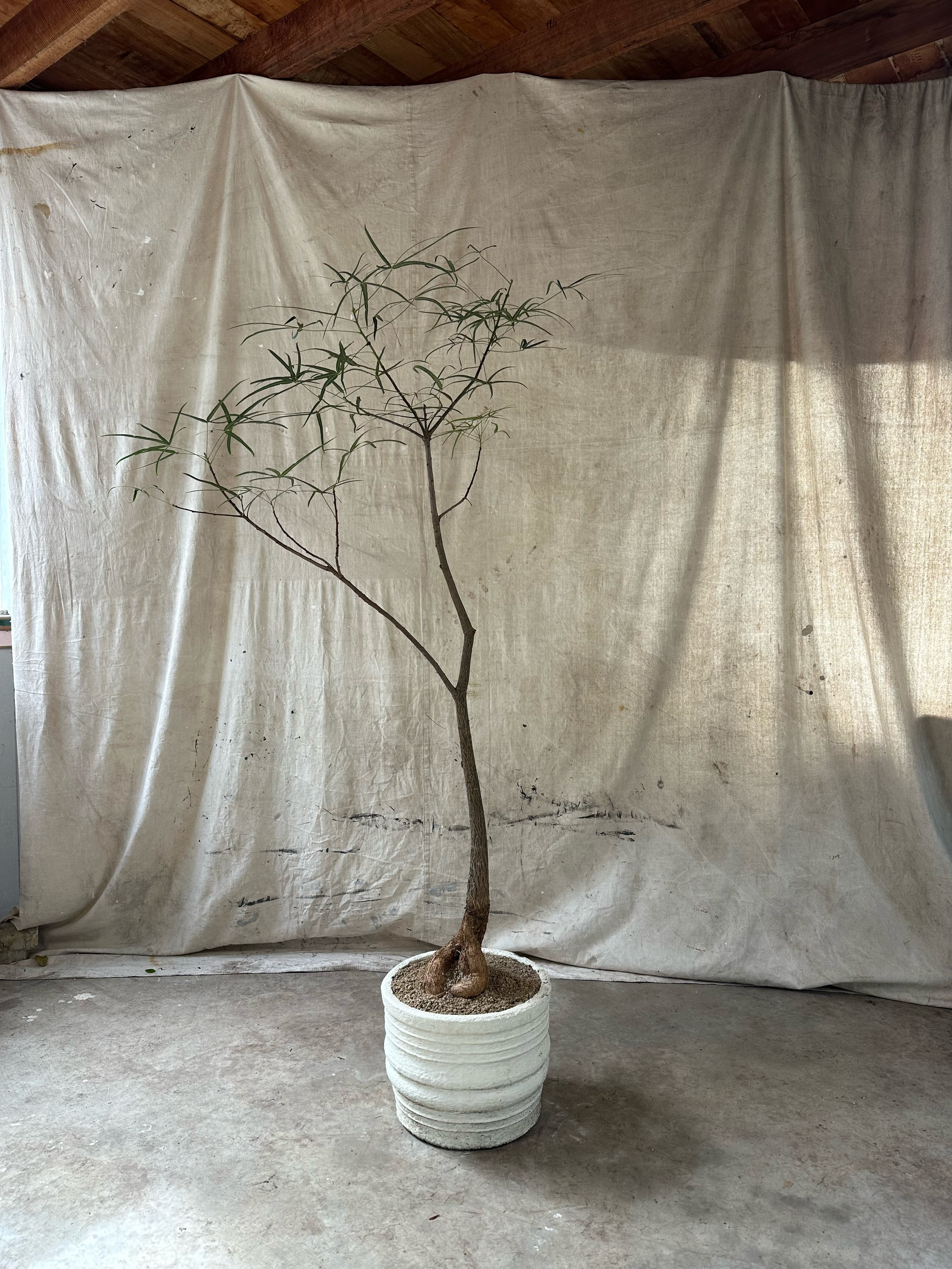 Queensland Bottle Tree (Brachychiton rupestris) / Mid-Century Ribbed Cast Concrete Planter / Painted White Finish