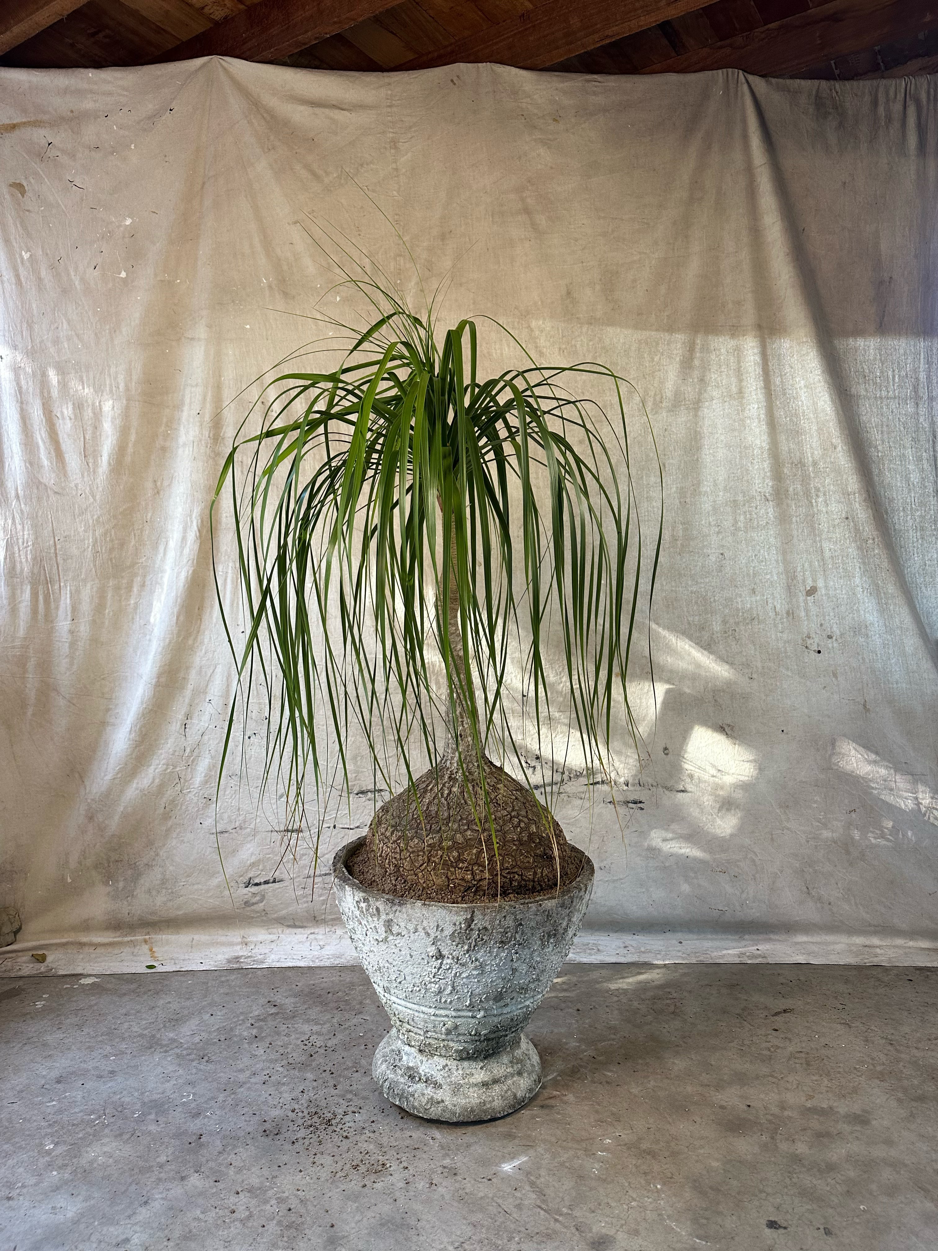 Ponytail Palm (Beaucarnea recurvata) / Mid-Century Pedestal Urn Cast Concrete Planter / Original Heavily Weathered Patina