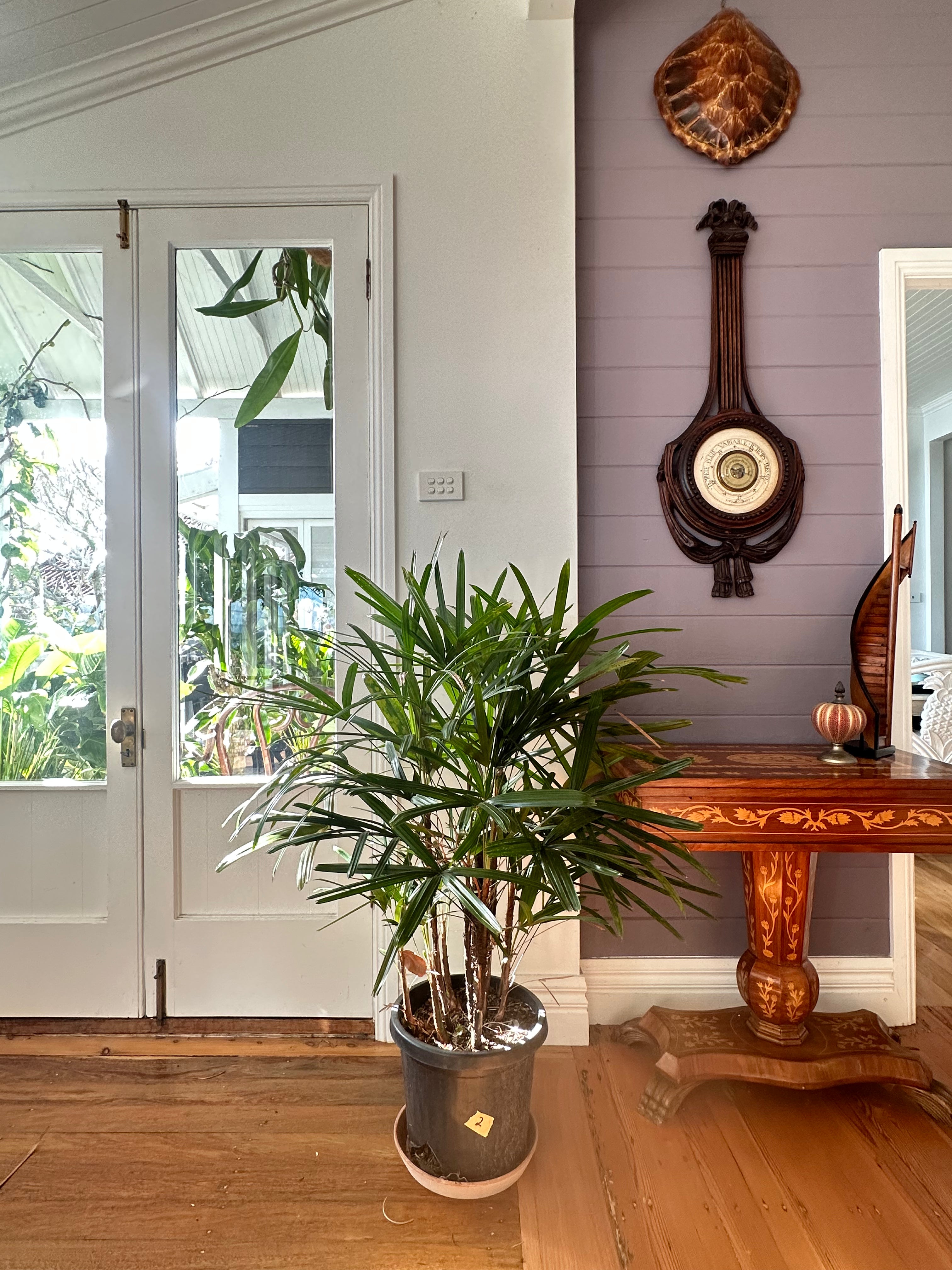 Lady Palm / Rhapis excelsa / Ø30cm / 1.2m h / "2"