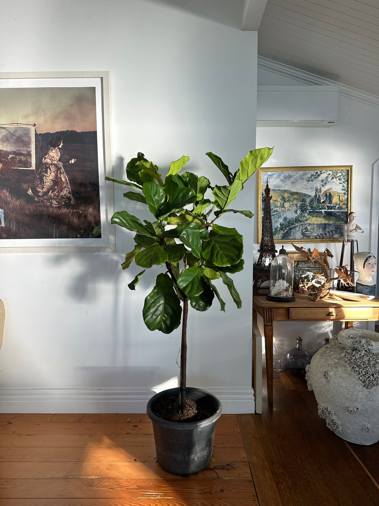 Fiddle Leaf Fig / Ficus lyrata / Ø40cm / 1.73m tall / "Klaus"