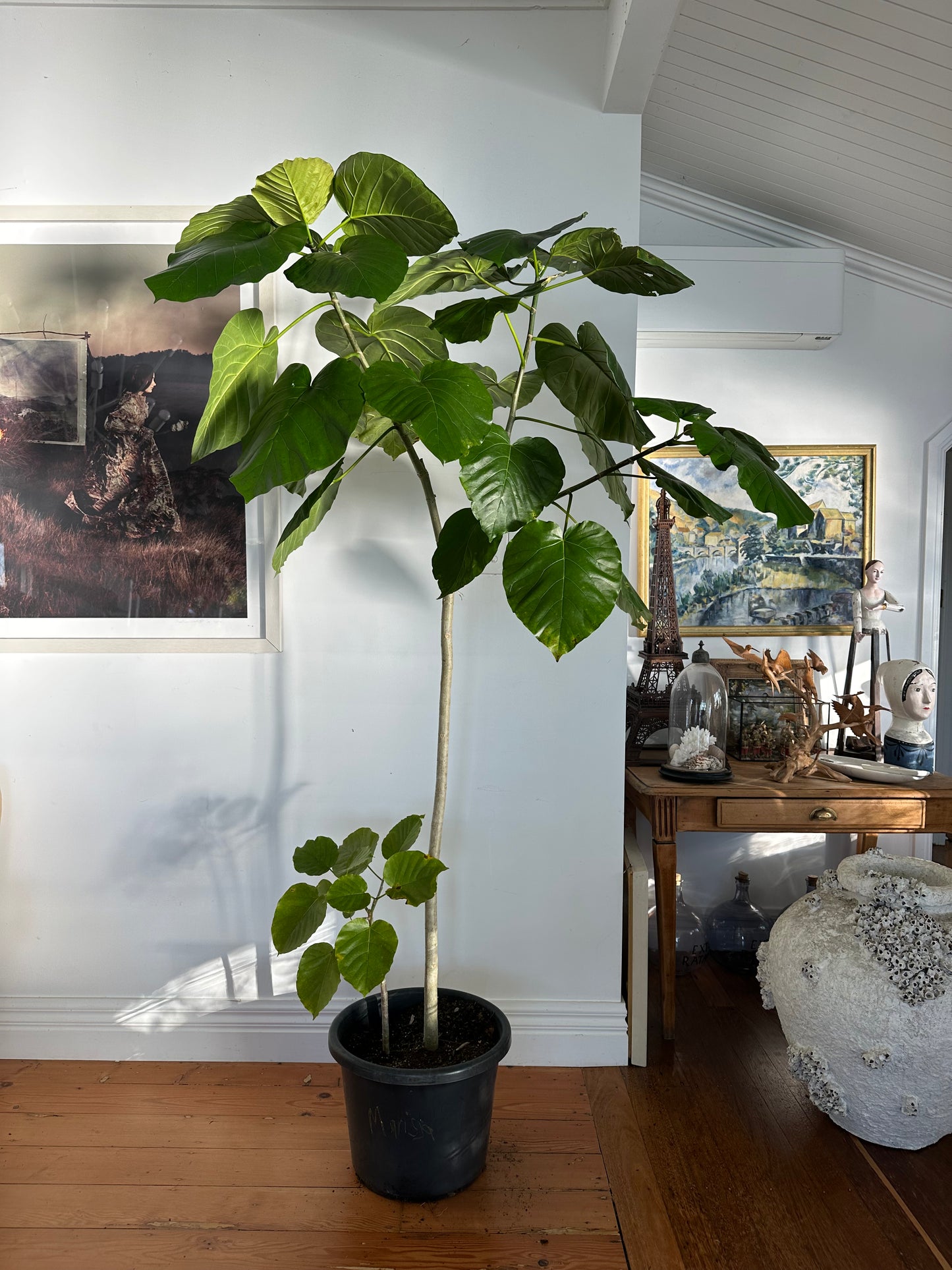 Umbrella Tree Fig / Ficus Umbellata / 2.12m tall / Ø40cm / "Marissa"