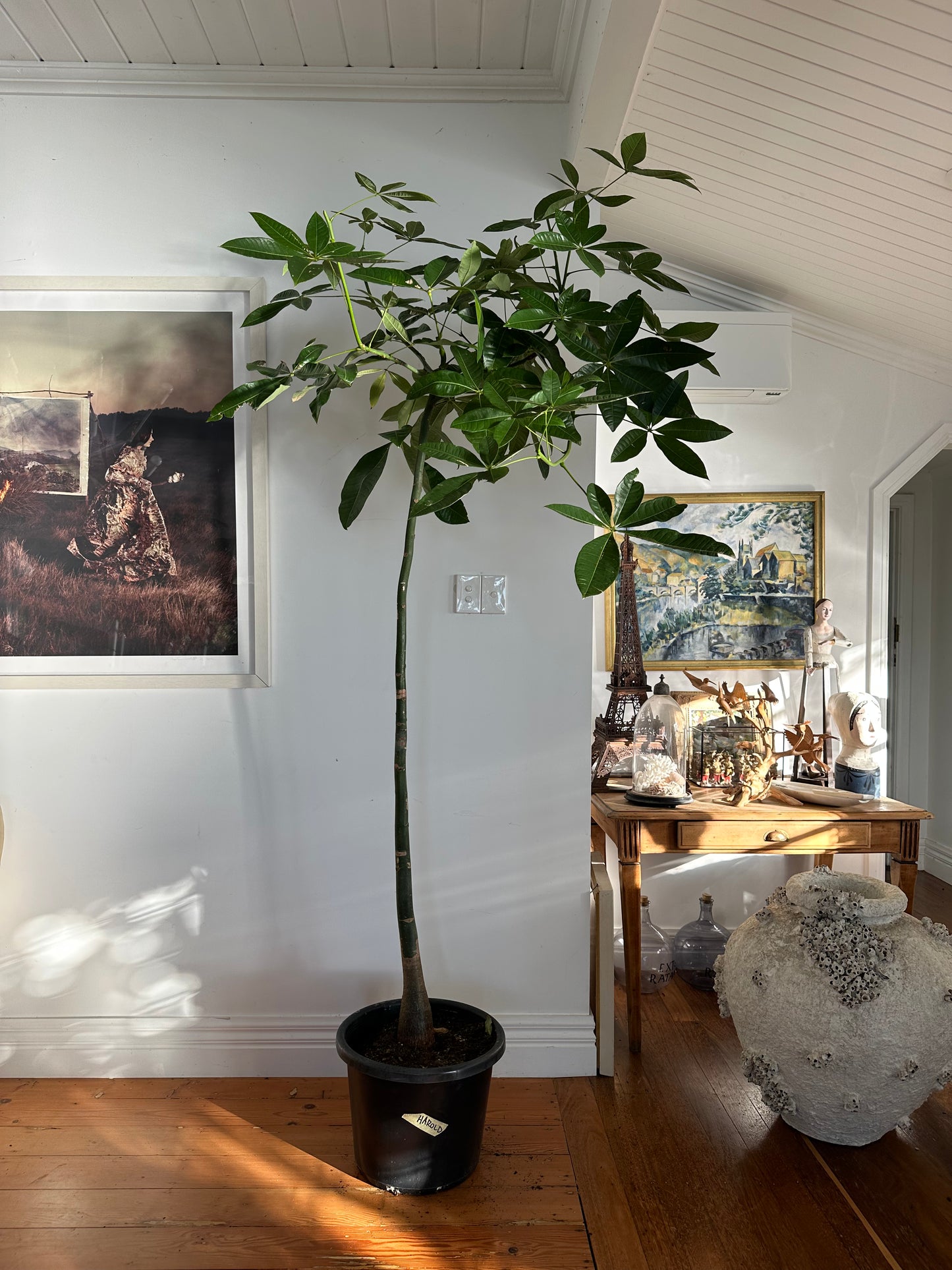 Pachira aquatica money tree