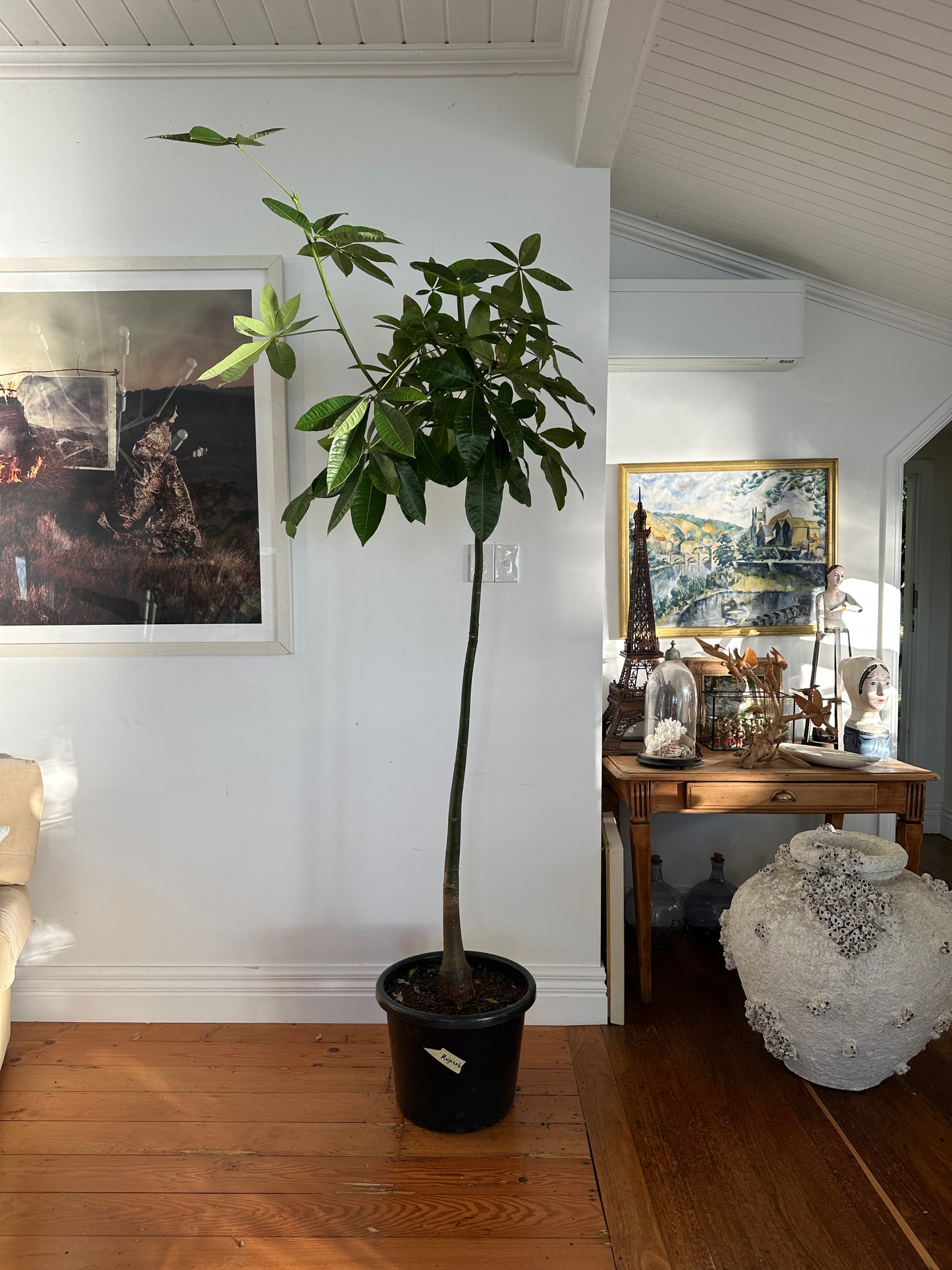 Money Tree / Pachira Aquatica / Ø40cm / 2.3m / "Rupert"