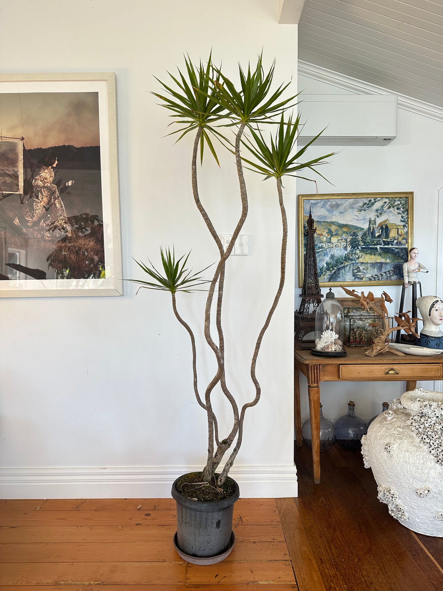 Dragon Tree / Dracaena marginata / Ø30cm / 2.2m tall / "Angus"