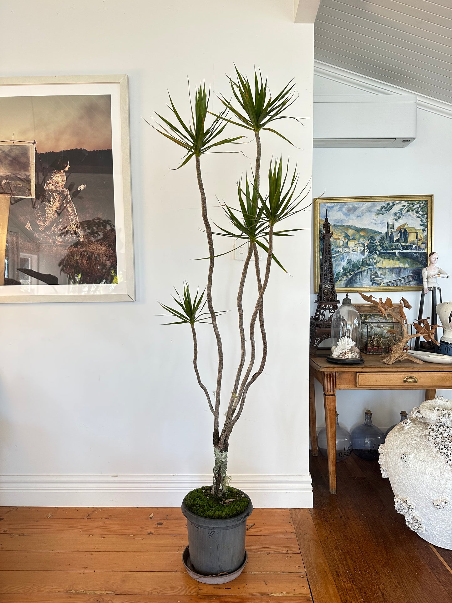 Dracaena marginata Dragon tree