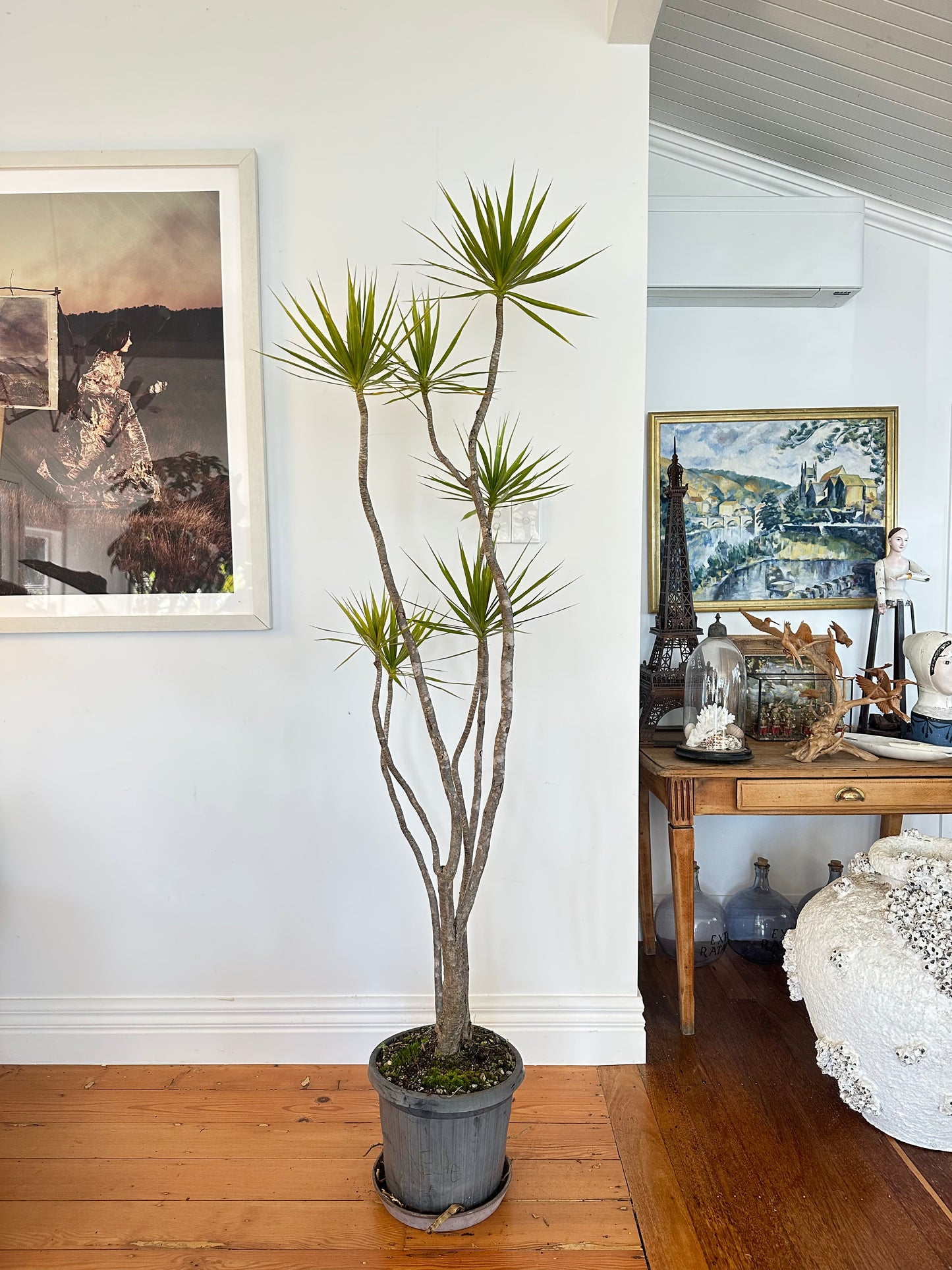 dragon tree dracaena marginata