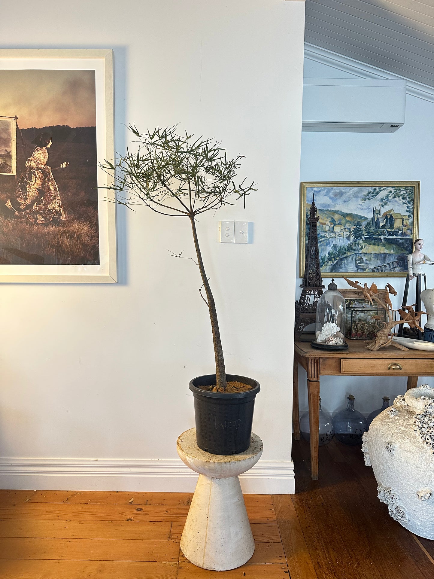 Bottle Tree / Brachychiton rupestris / Ø30cm / 1.37m tall / "Lucas"
