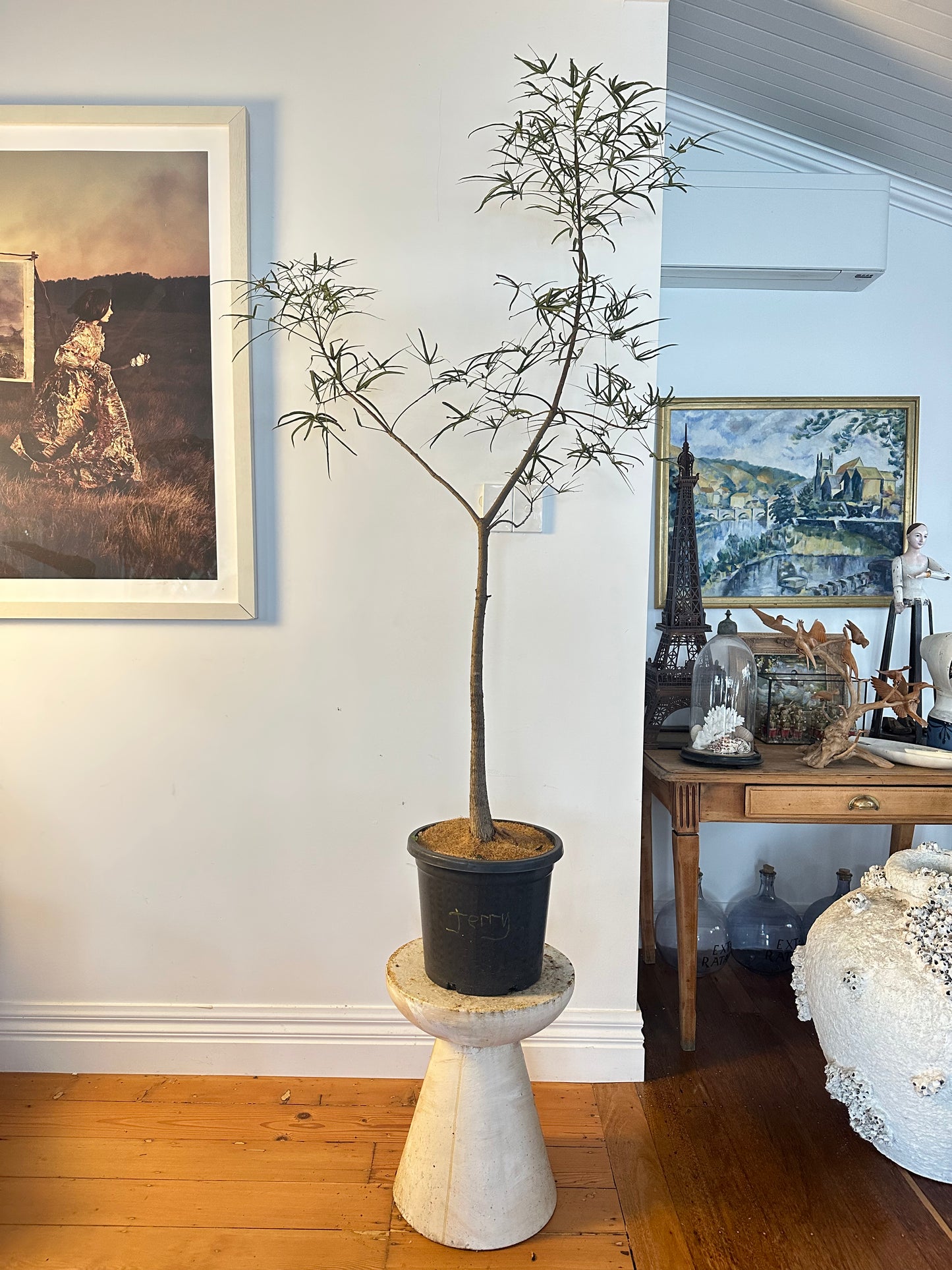 Bottle Tree / Brachychiton rupestris / Ø30cm / 1.37m tall / "Jerry"