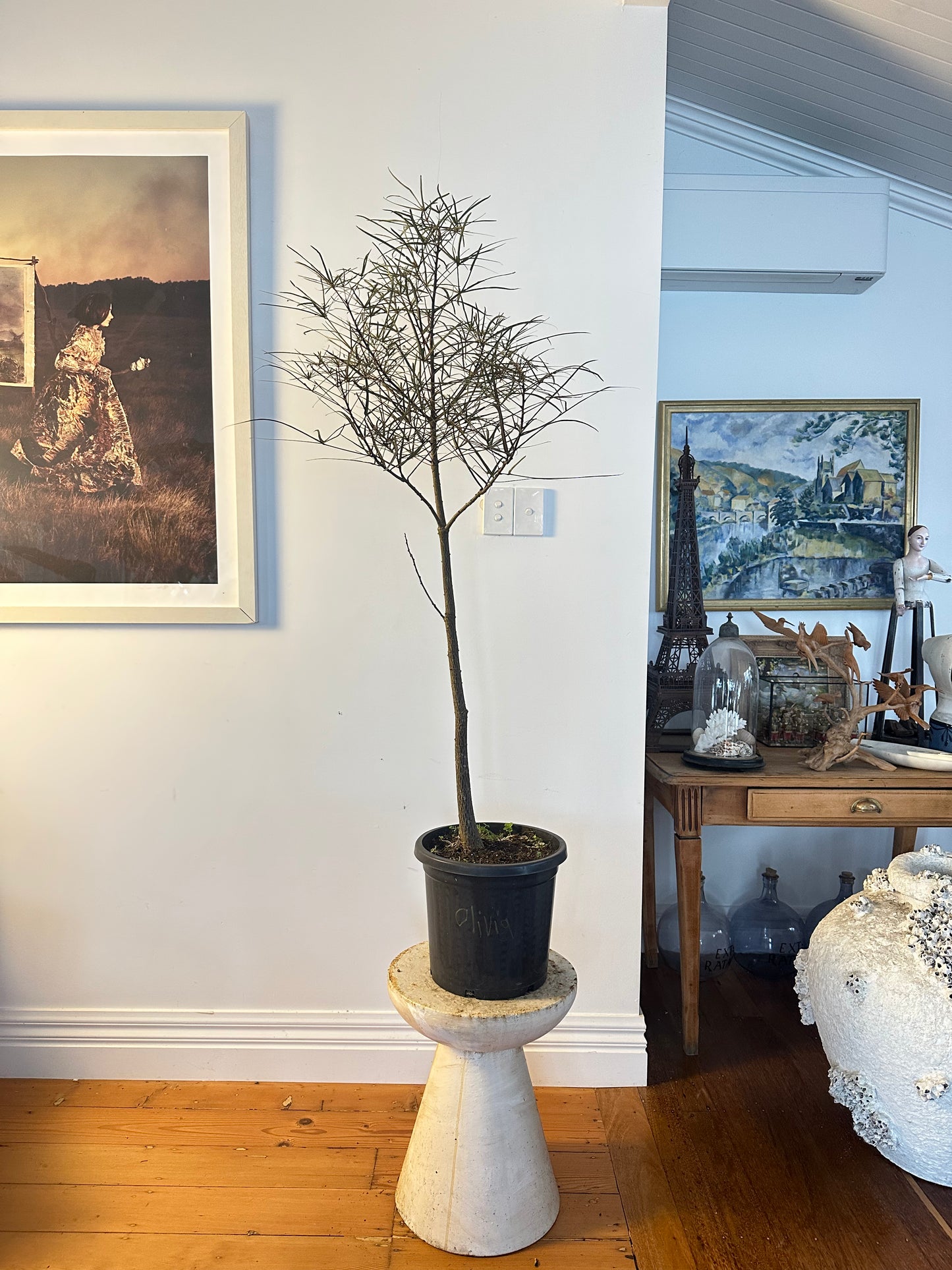 Bottle Tree / Brachychiton rupestris / Ø30cm / 1.5m tall / "Olivia"