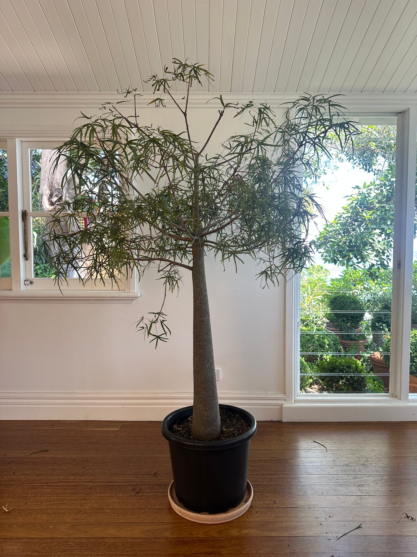 Bottle Tree / Brachychiton rupestris / Ø40cm / 1.85m tall / "Norman"