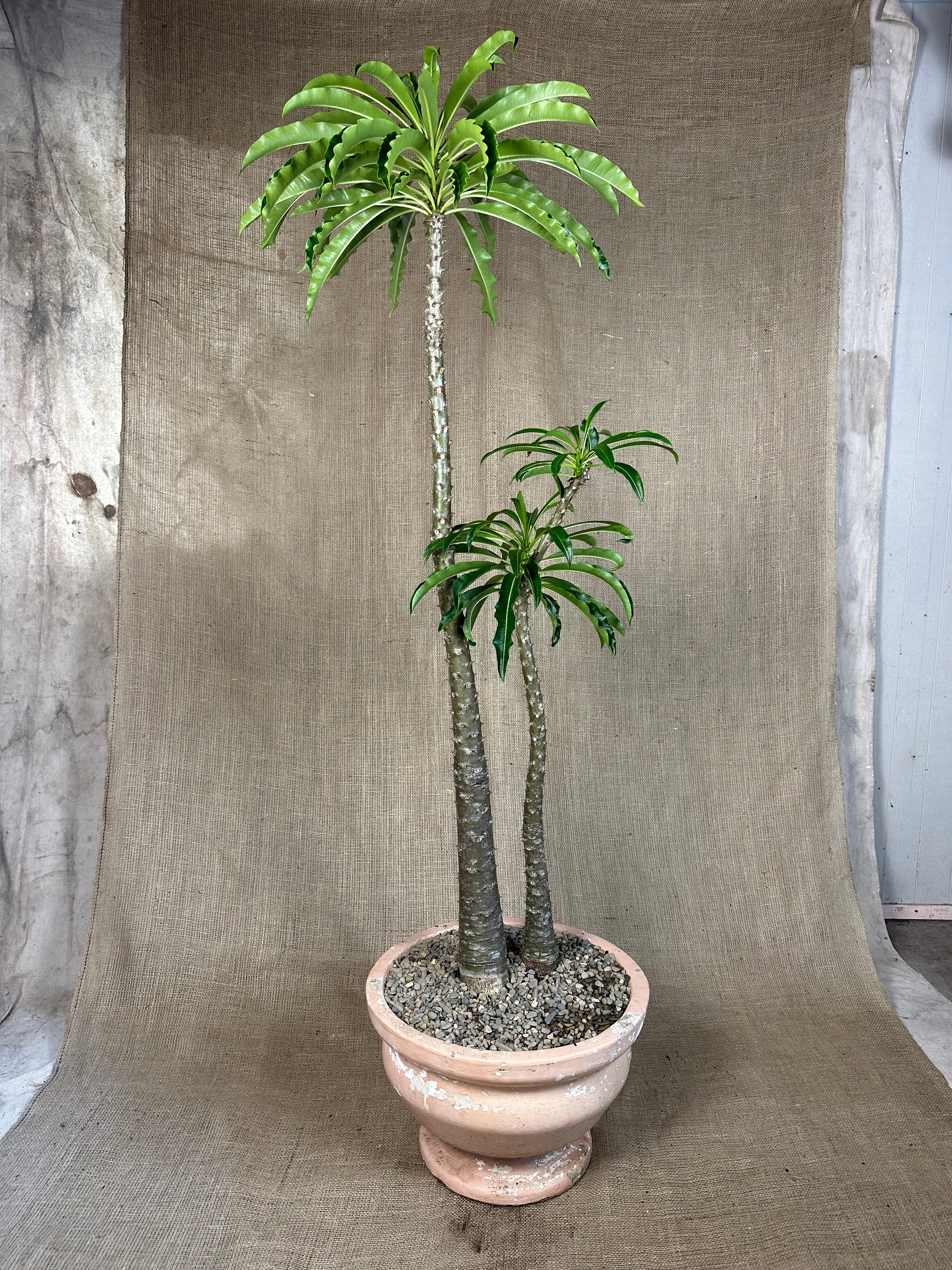 Pachypodium rutenbergianum (Double Planting) in Pink Mid-Century Concrete Pot
