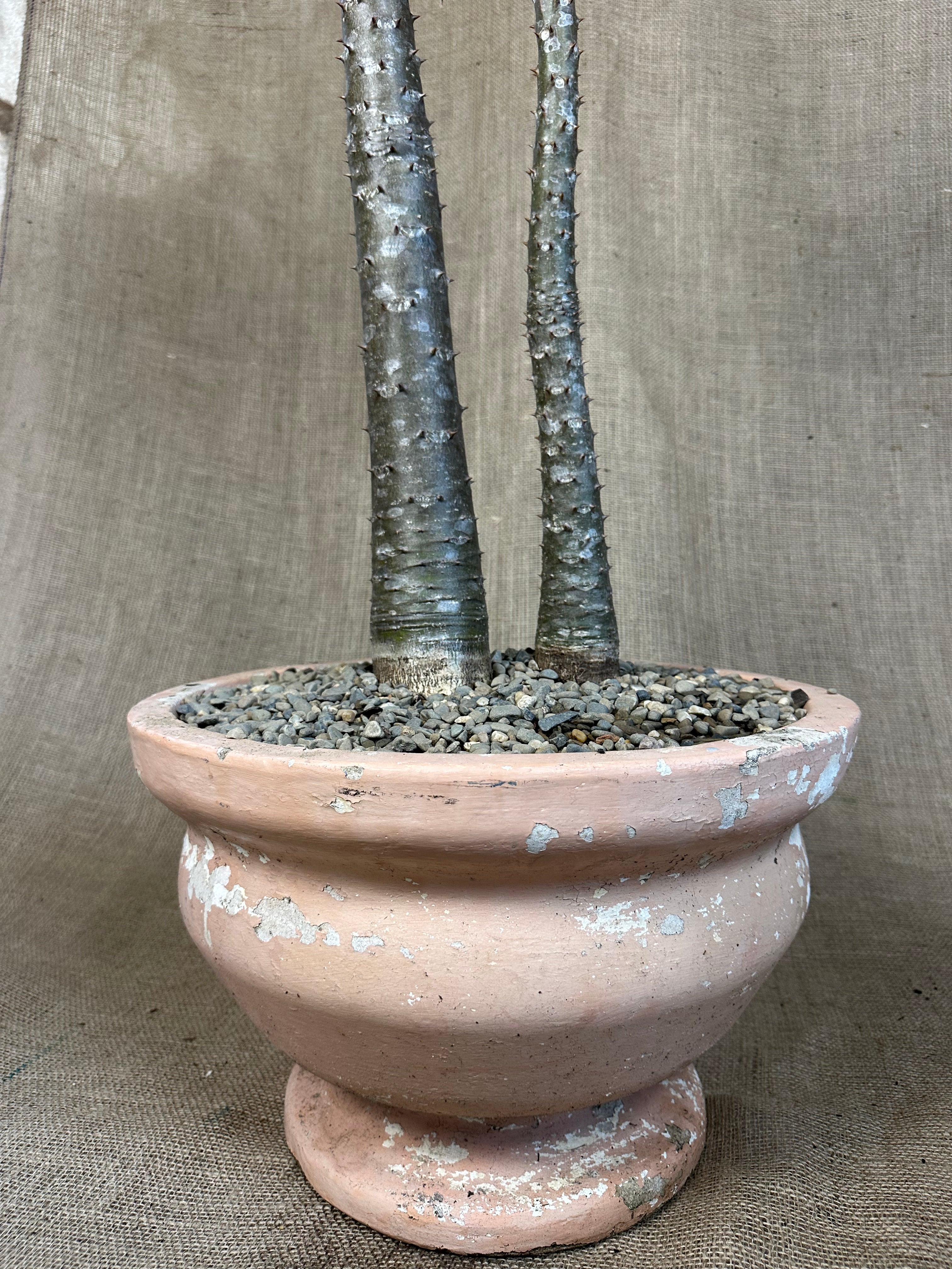 Pachypodium rutenbergianum (Double Planting) in Pink Mid-Century Concrete Pot
