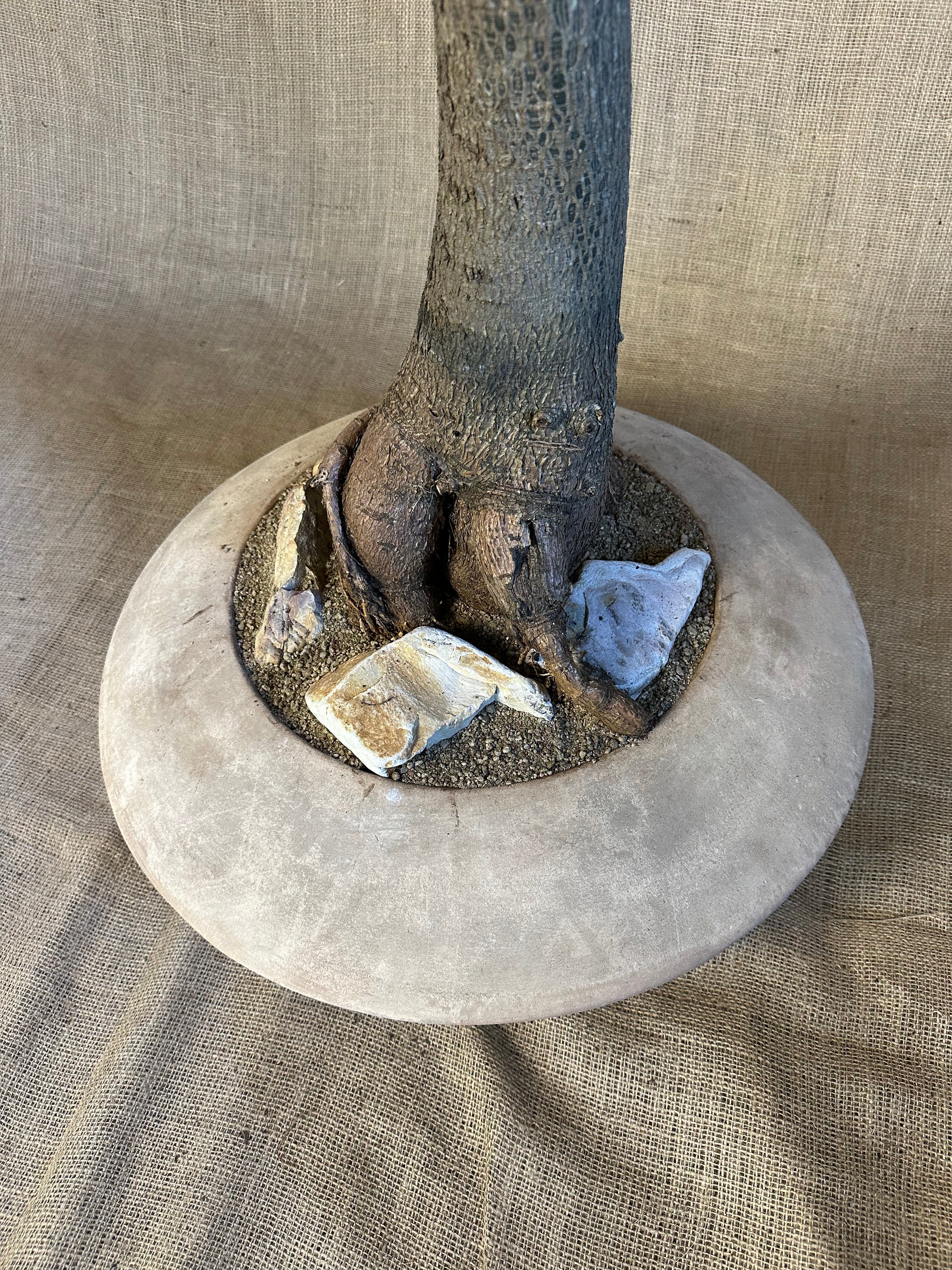 Bottle Tree (Brachychiton rupestris) in Terracotta UFO Pot