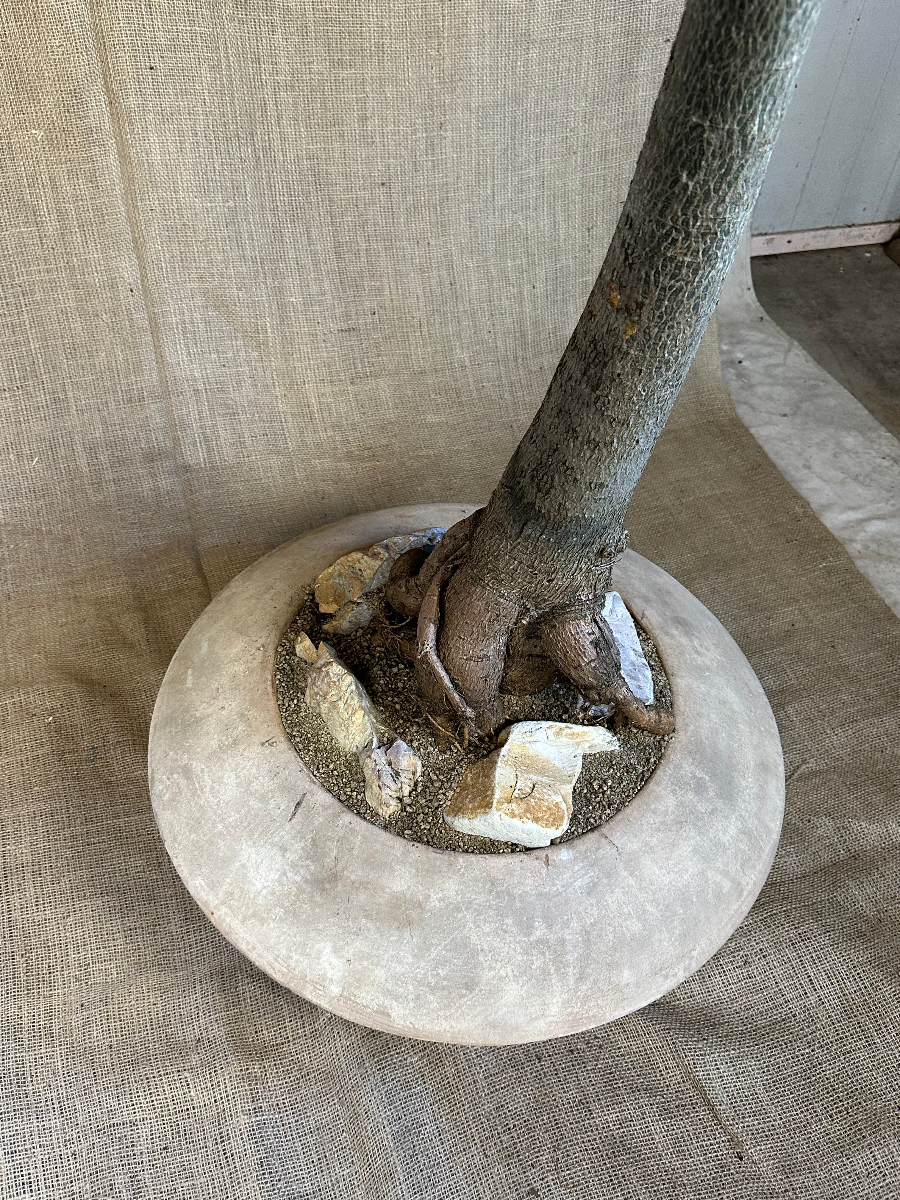 Bottle Tree (Brachychiton rupestris) in Terracotta UFO Pot