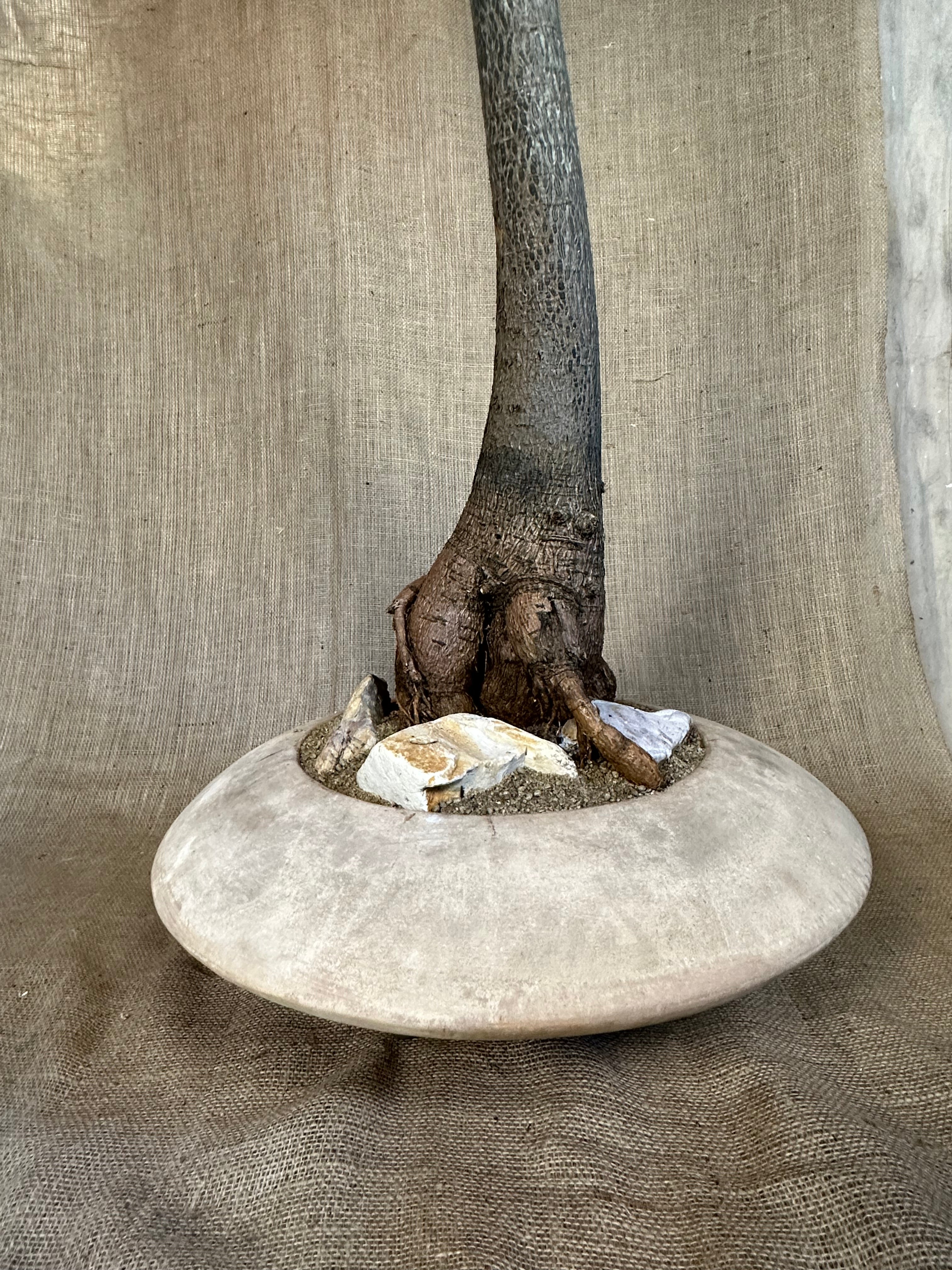 Bottle Tree (Brachychiton rupestris) in Terracotta UFO Pot