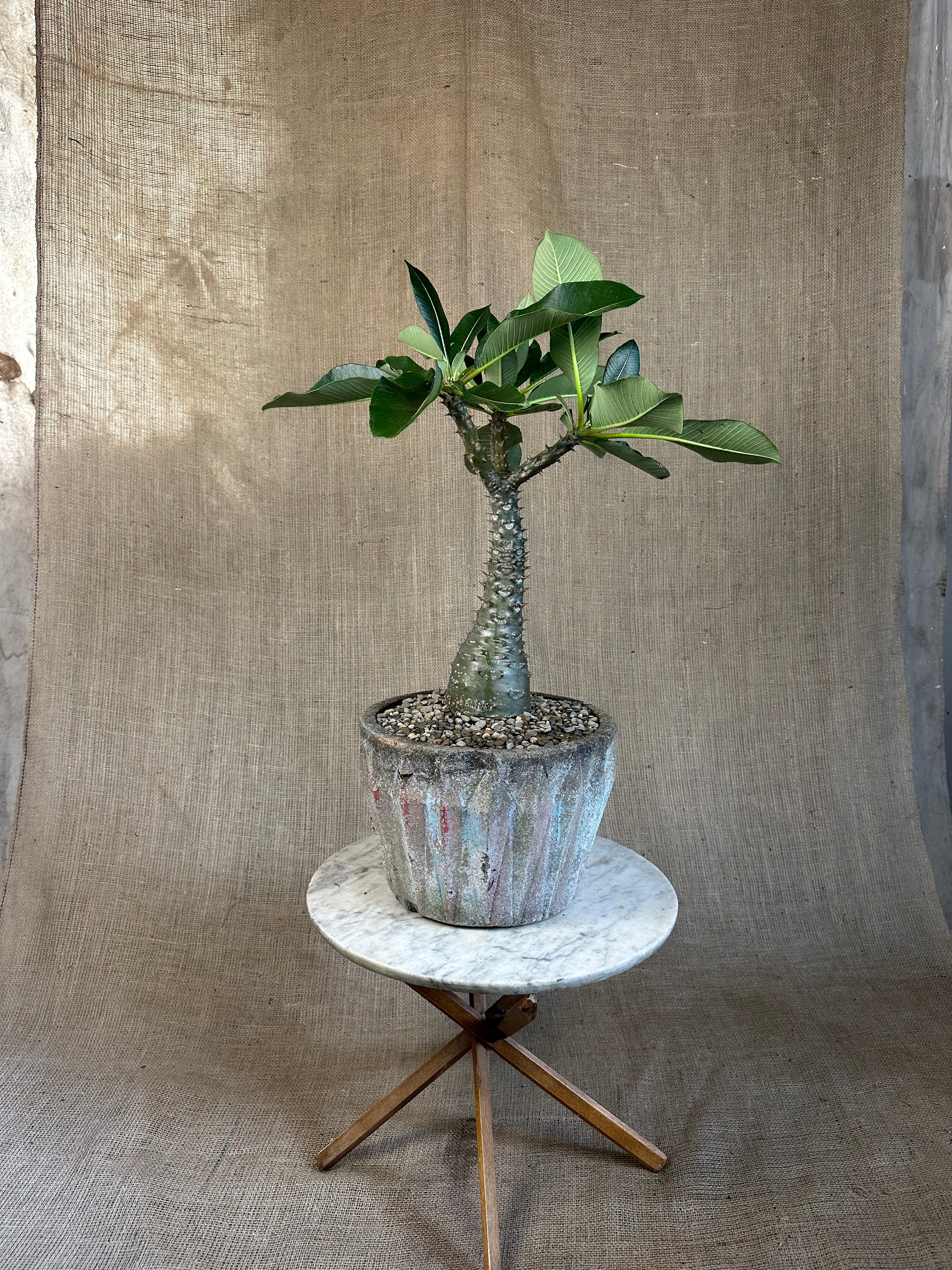 Pachypodium baronii in Mid-Century Concrete Pot