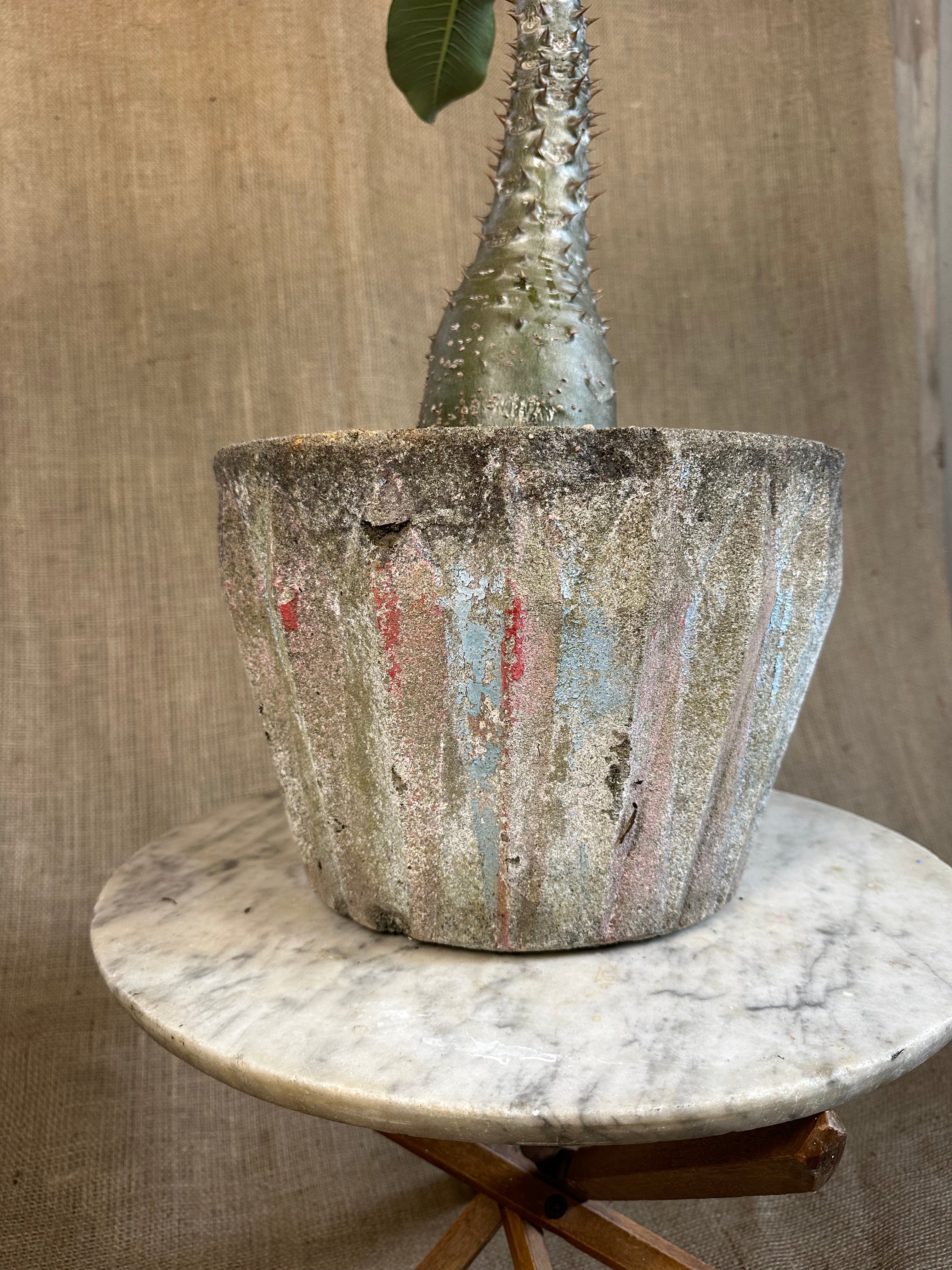 Pachypodium baronii in Mid-Century Concrete Pot