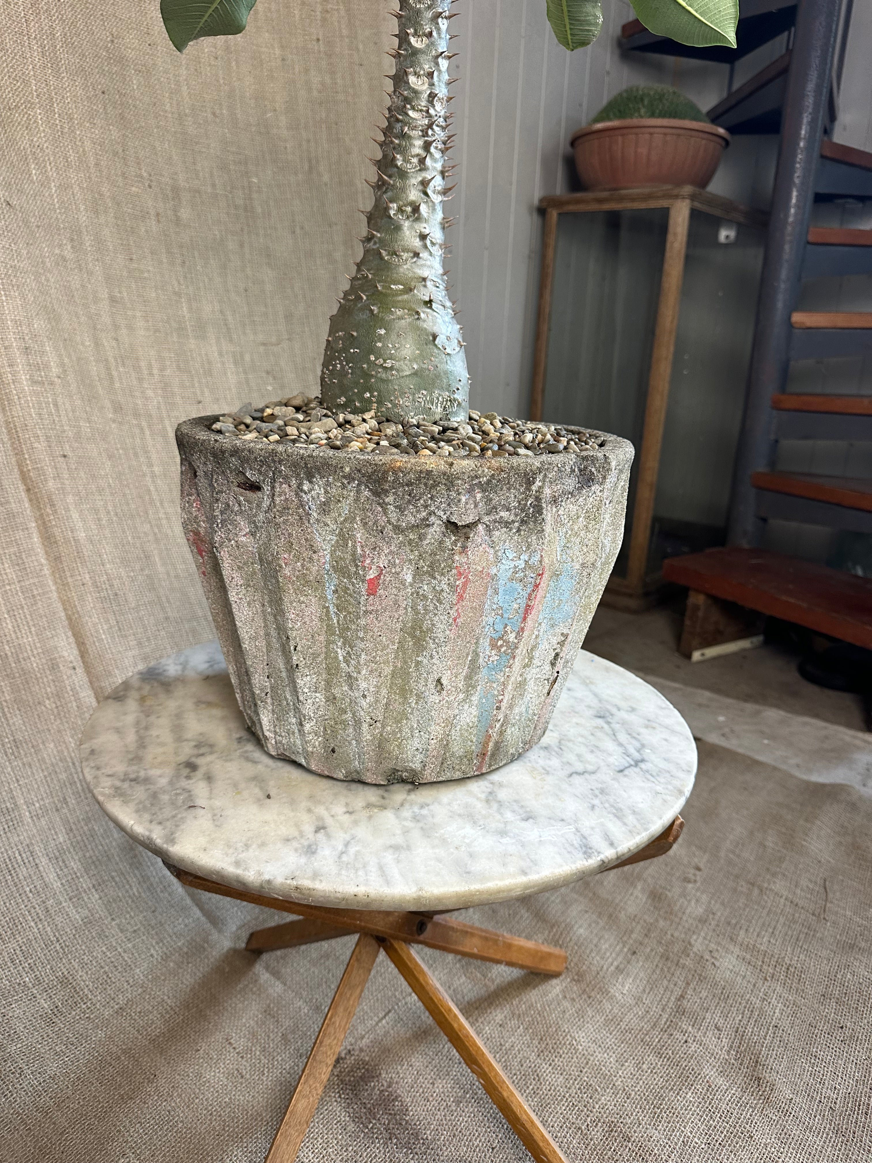 Pachypodium baronii in Mid-Century Concrete Pot